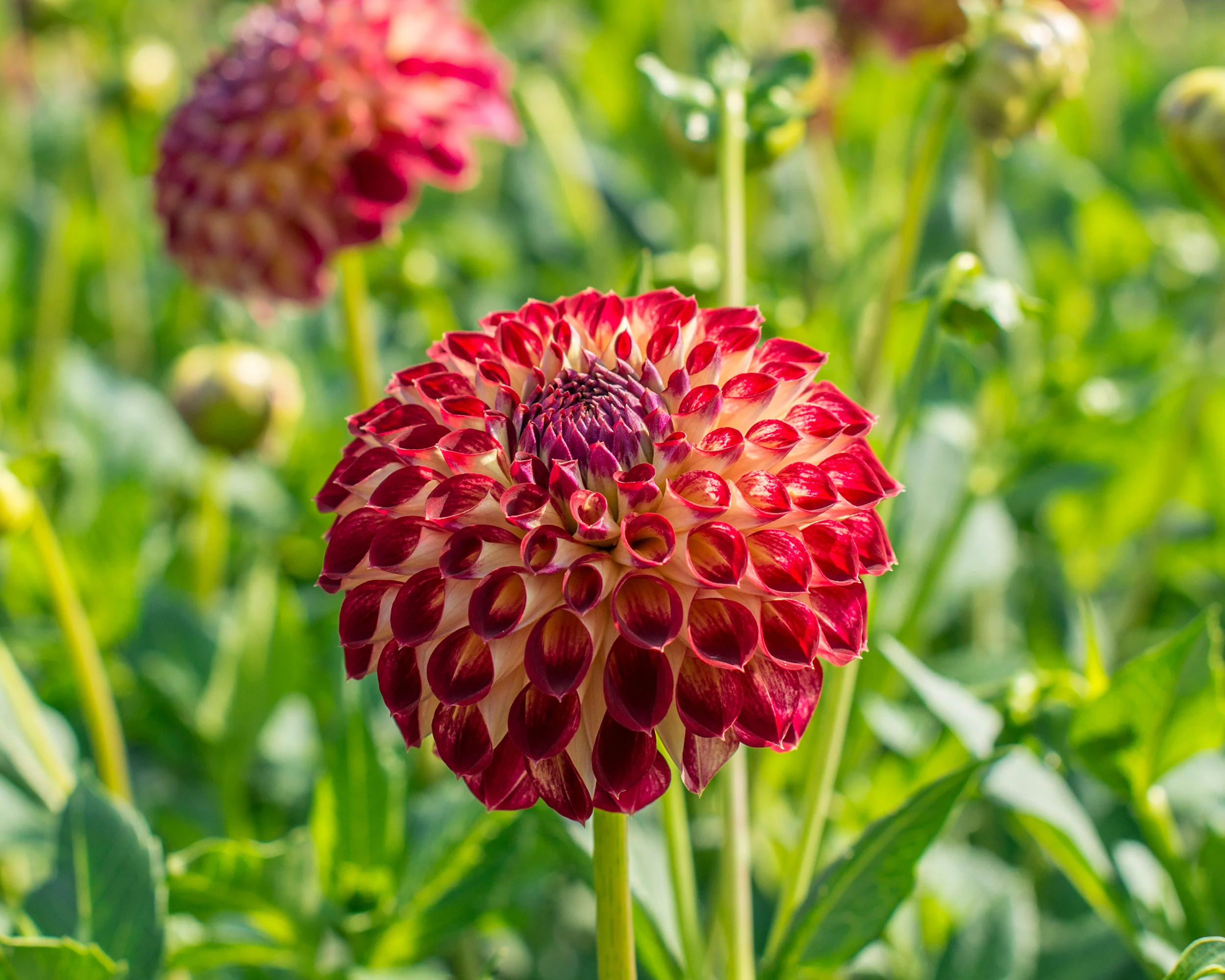 Dahlia 'Jowey Joshua' - Image 6