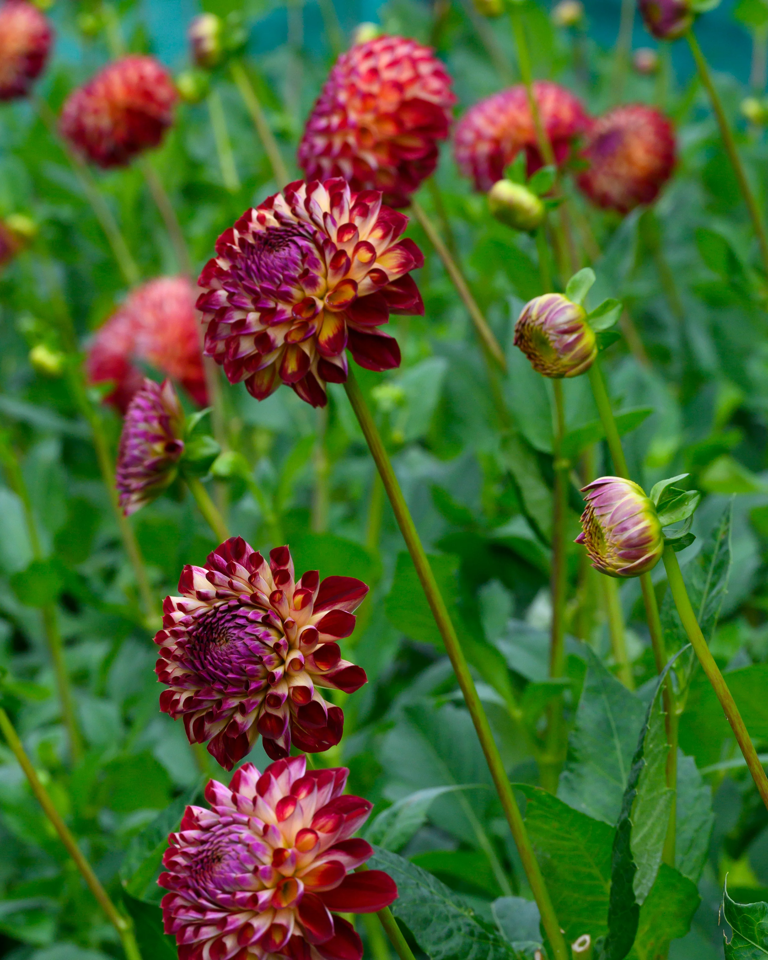 Dahlia 'Jowey Joshua' - Image 7