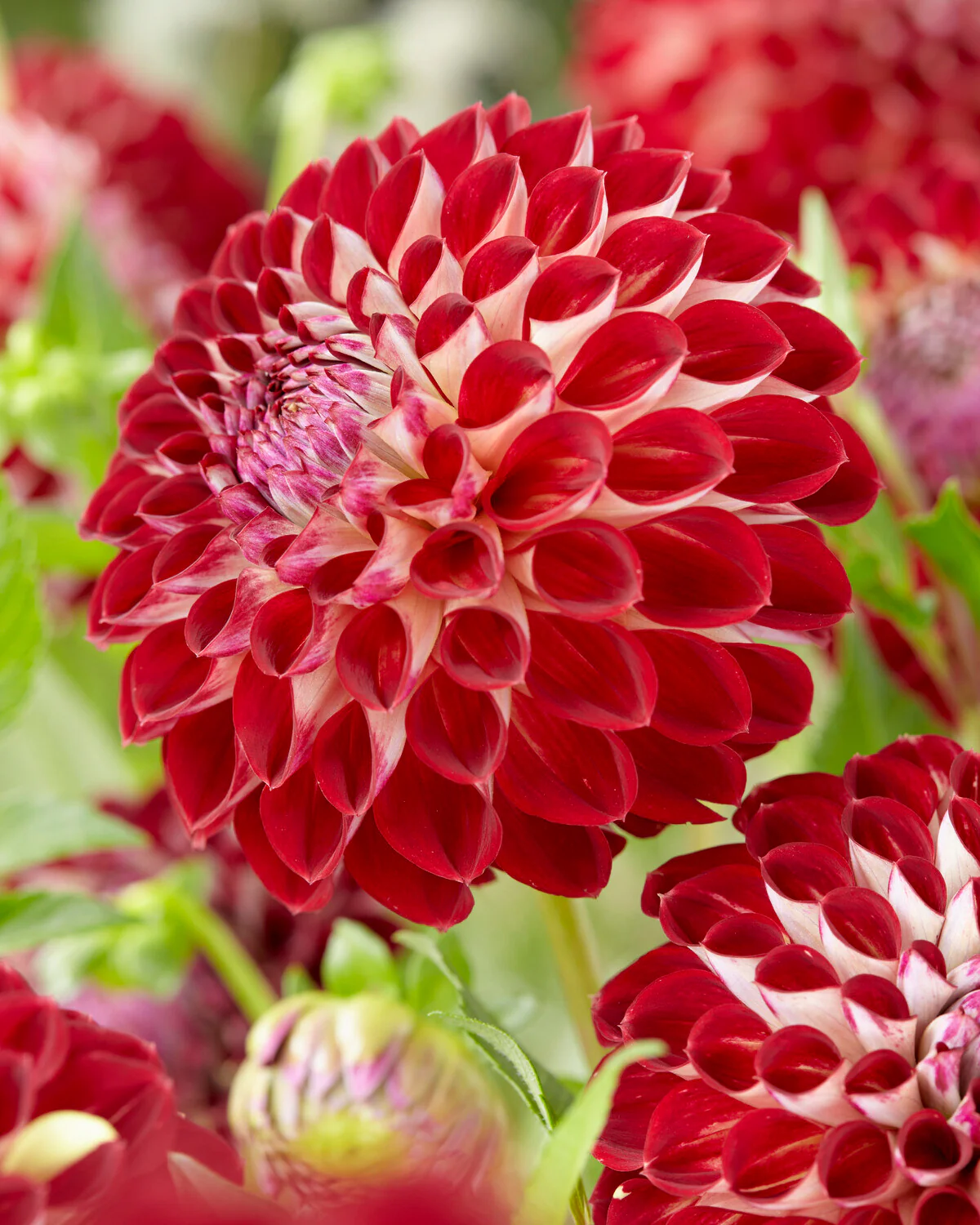 Dahlia 'Jowey Joshua' - Image 9
