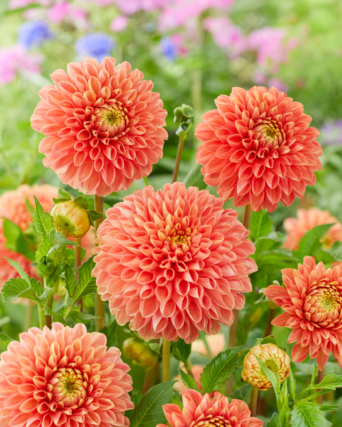 Dahlia 'Jowey Linda' - Image 4