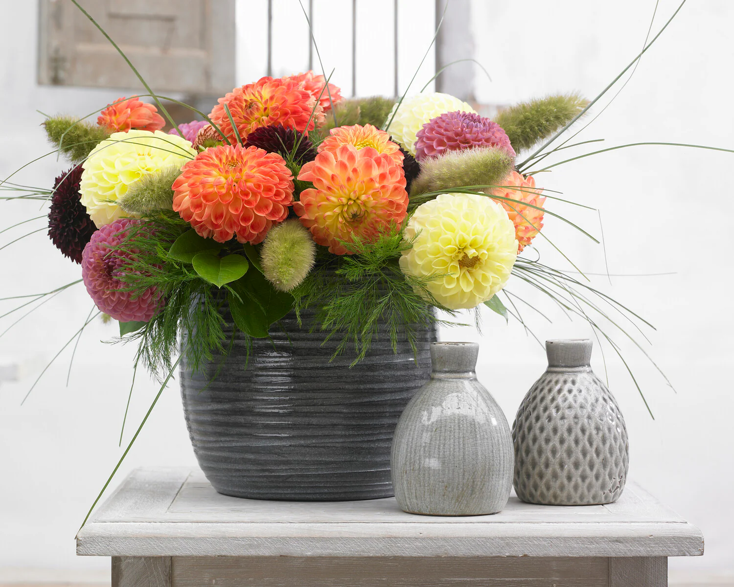 Dahlia 'Jowey Linda' - Image 5