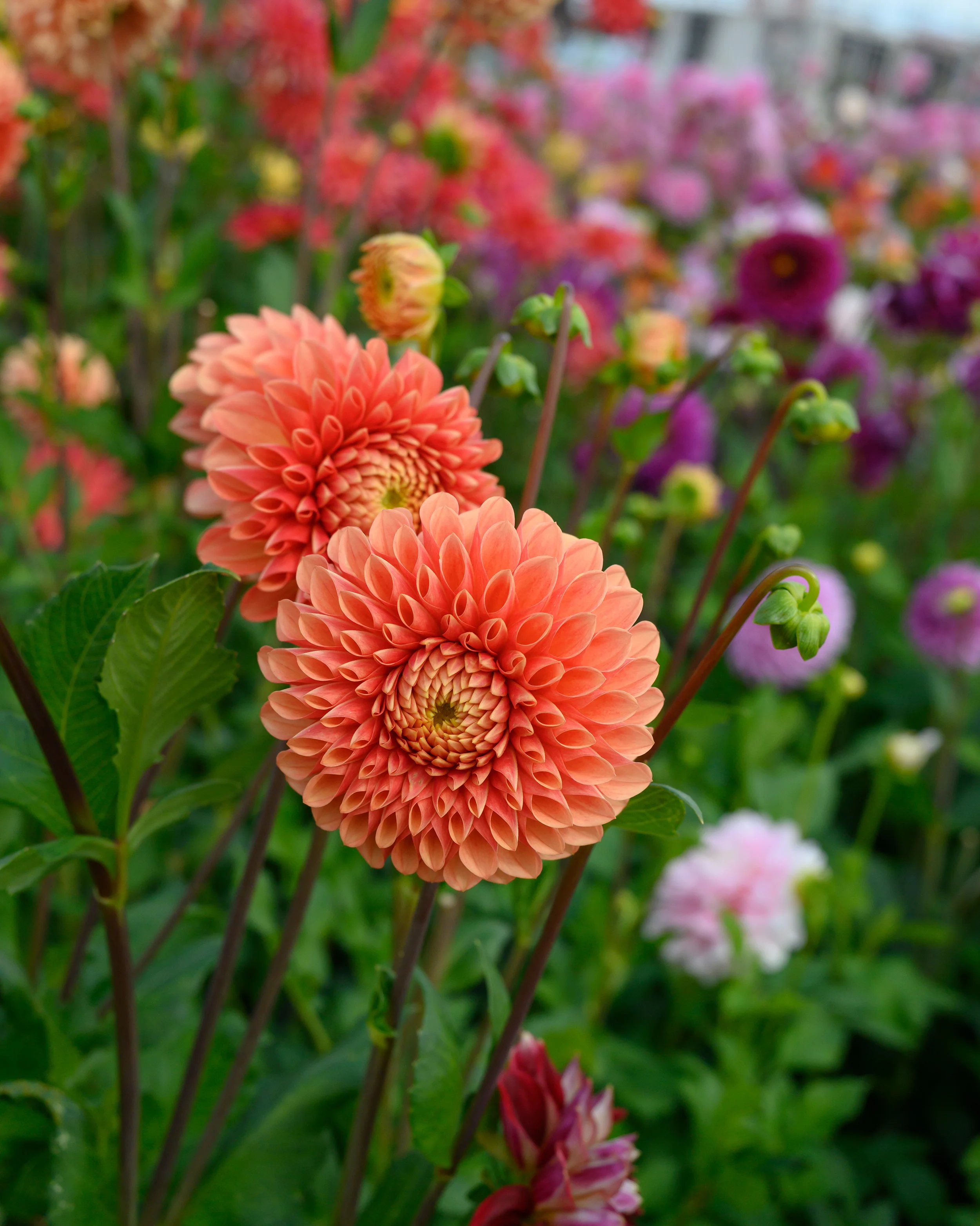 Dahlia 'Jowey Linda' - Image 8