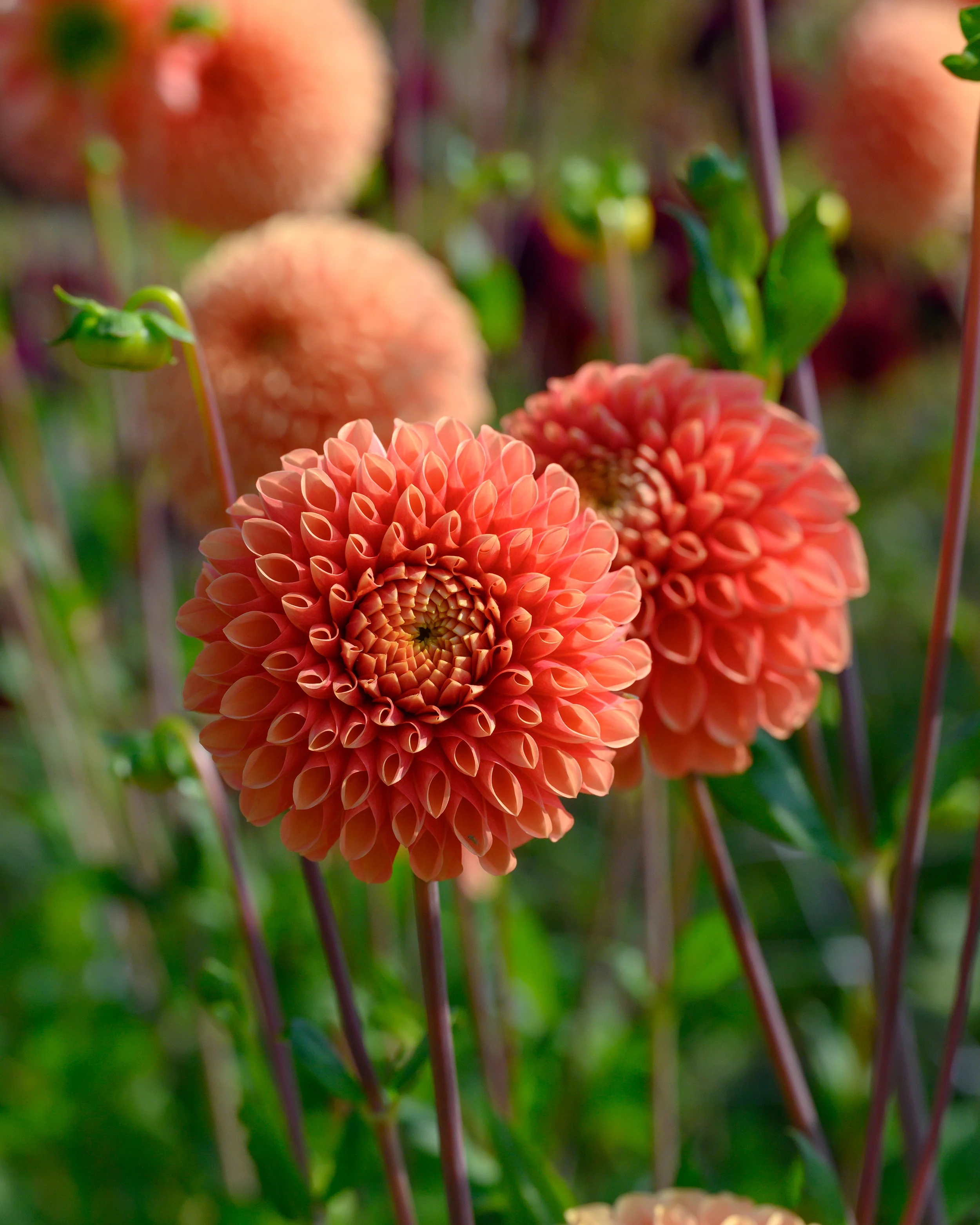Dahlia 'Jowey Linda' - Image 9