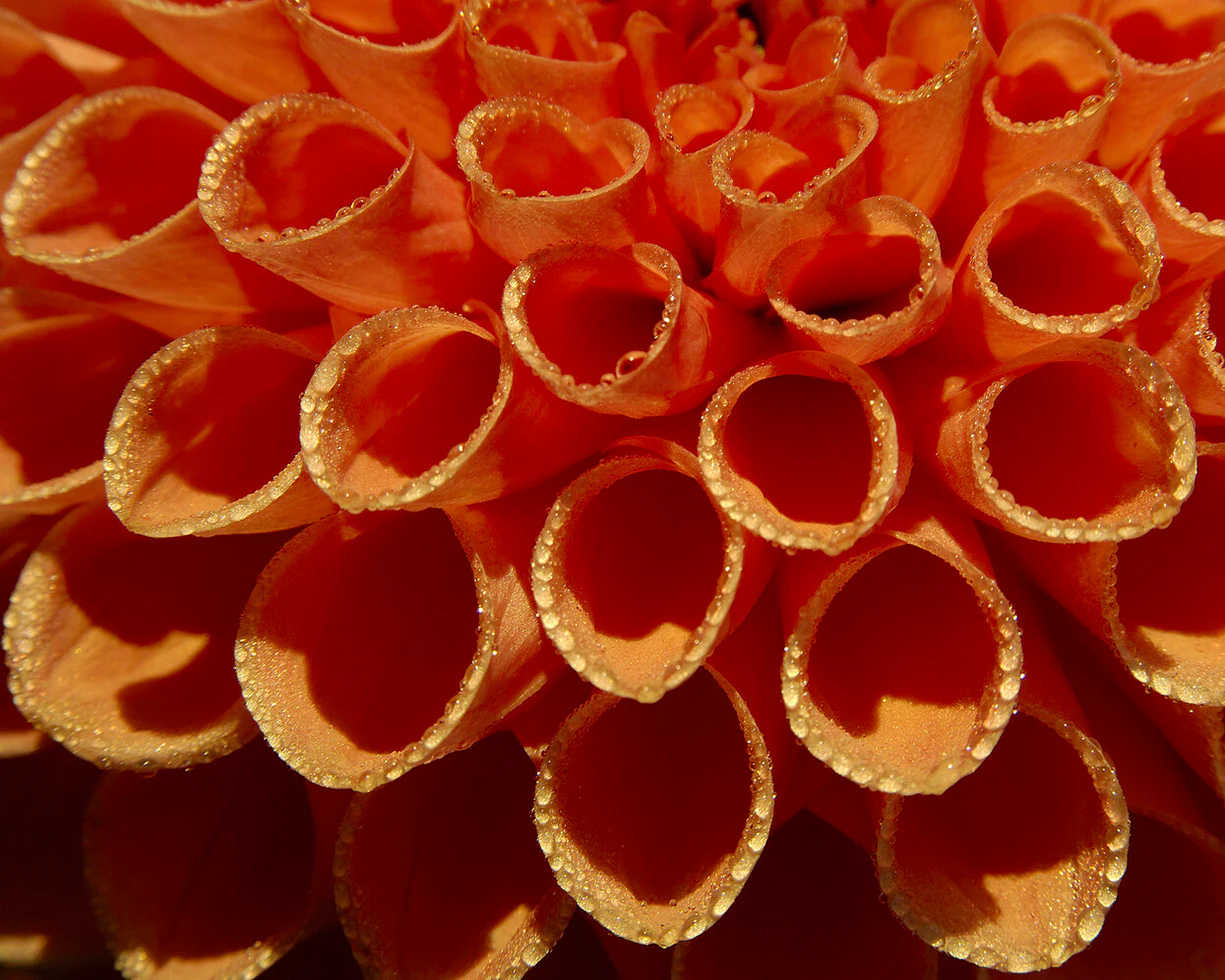 Dahlia 'Jowey Nicky' - Image 7