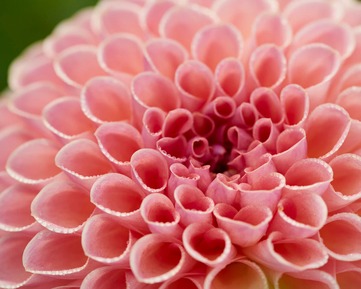 Dahlia 'Jowey Winnie' - Image 10