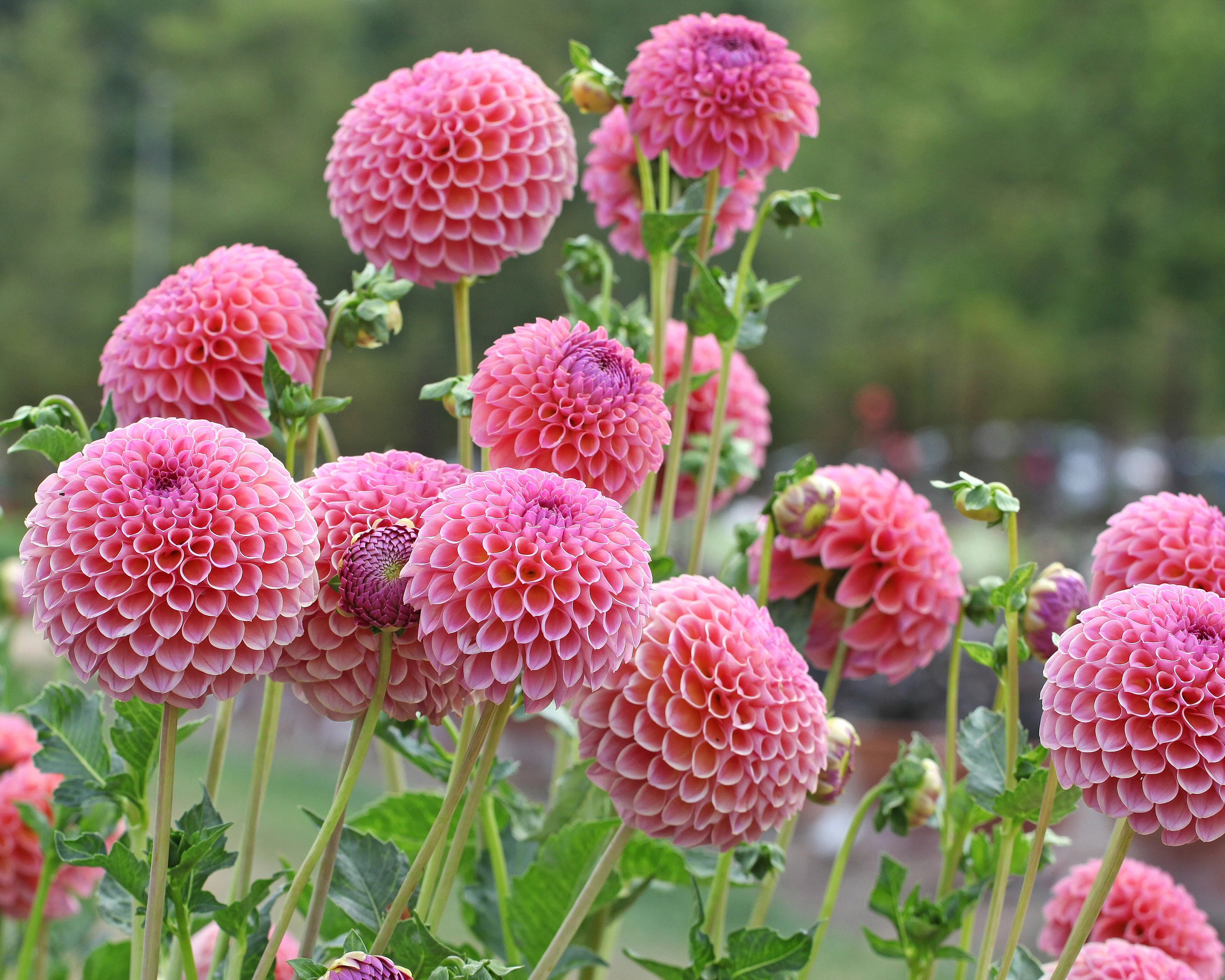 Dahlia 'Jowey Winnie' - Image 2