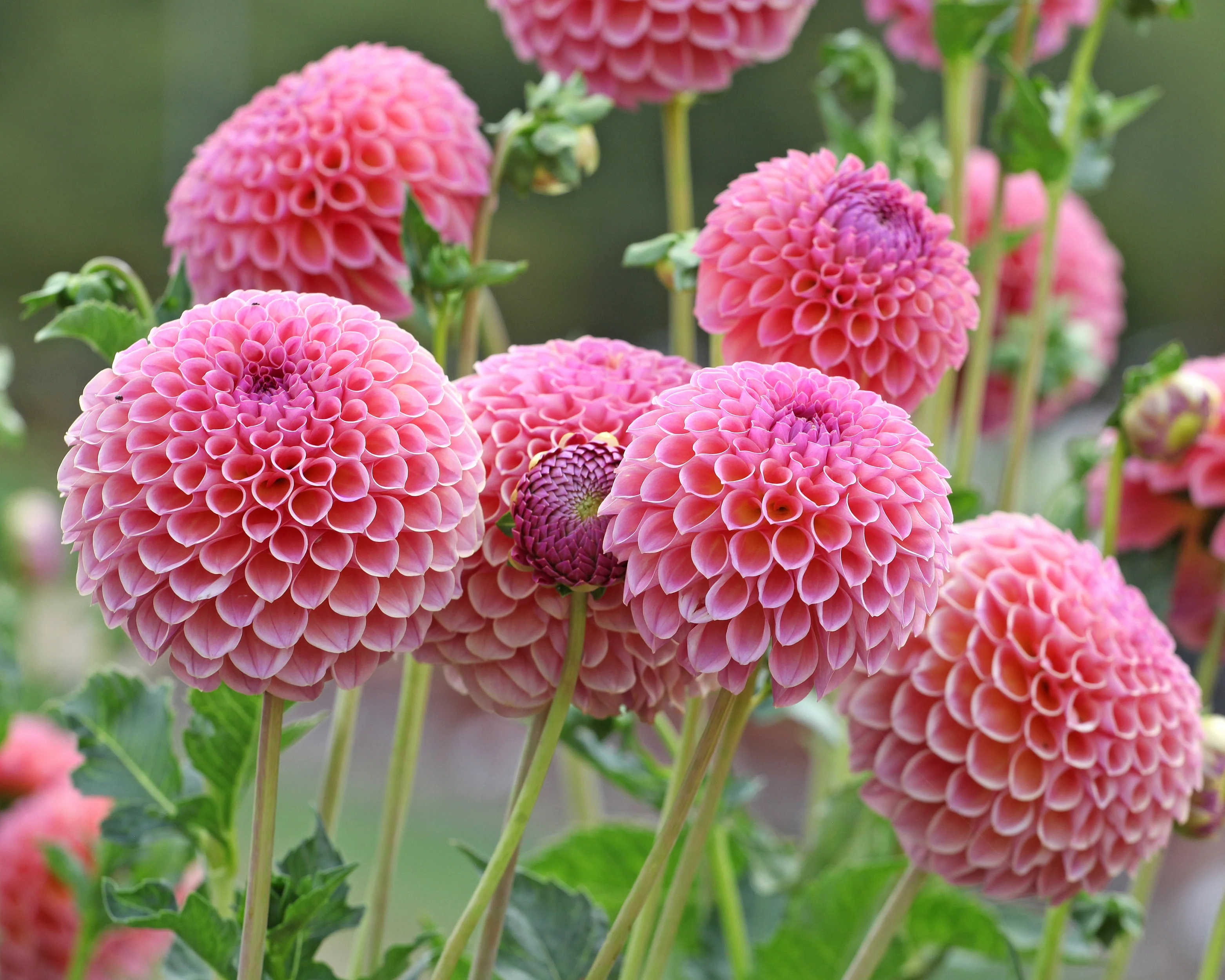 Dahlia 'Jowey Winnie' - Image 5