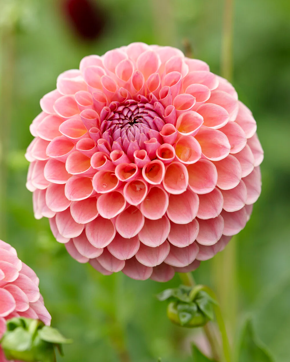 Dahlia 'Jowey Winnie' - Image 6