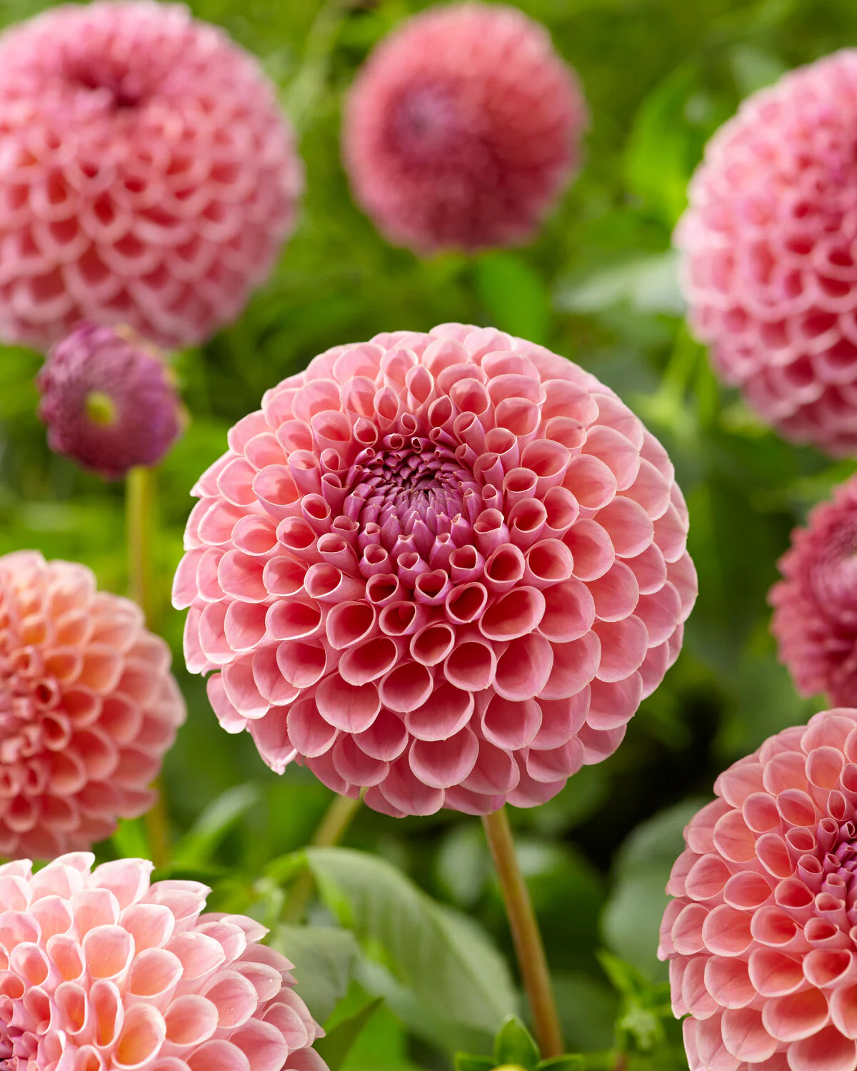 Dahlia 'Jowey Winnie' - Image 9