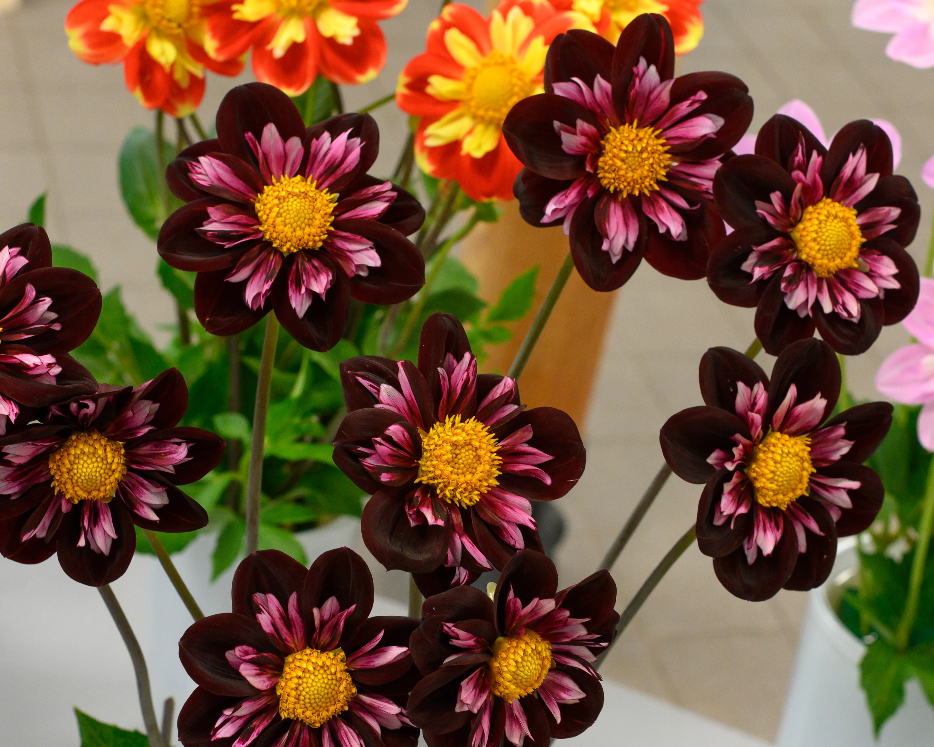 Dahlia 'Joyful Investment' - Image 5