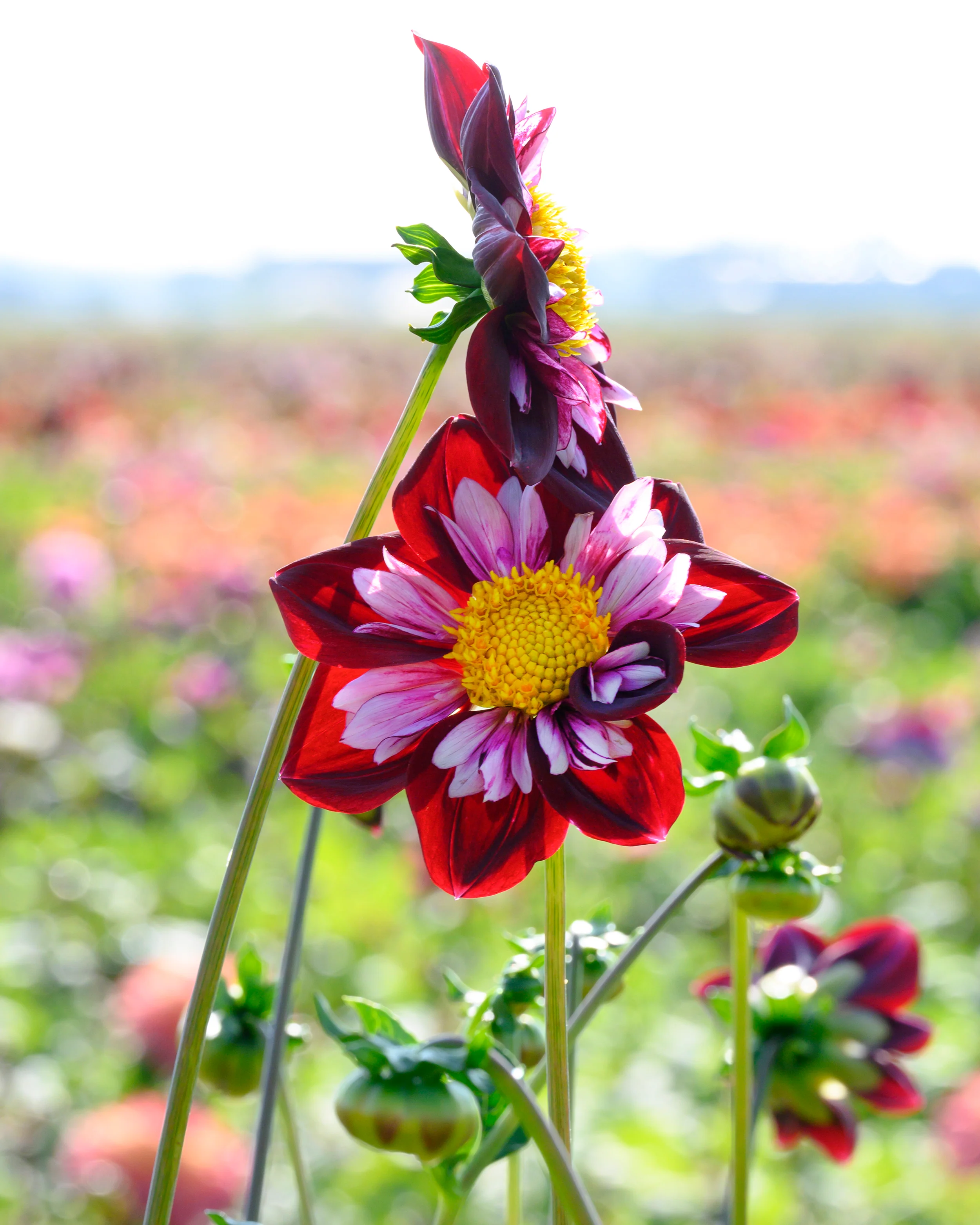 Dahlia 'Joyful Investment' - Image 7