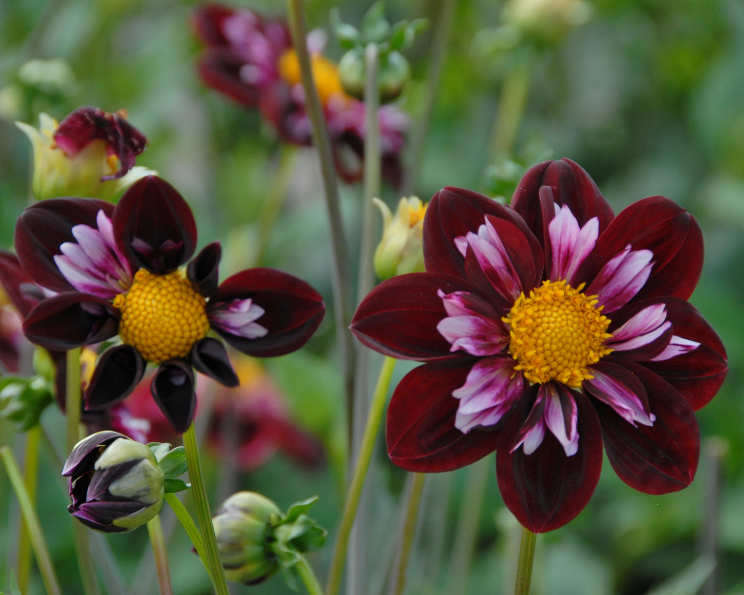 Dahlia 'Joyful Investment' - Image 8