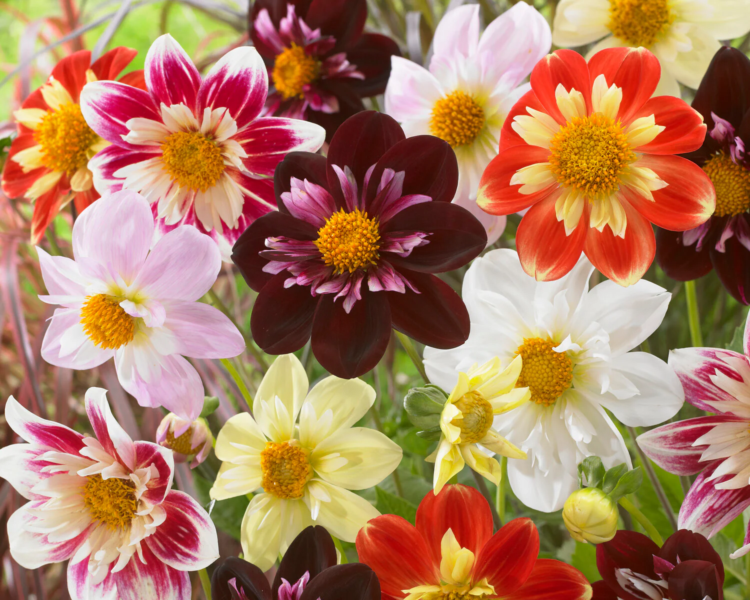 Dahlia 'Joyful Investment' - Image 9