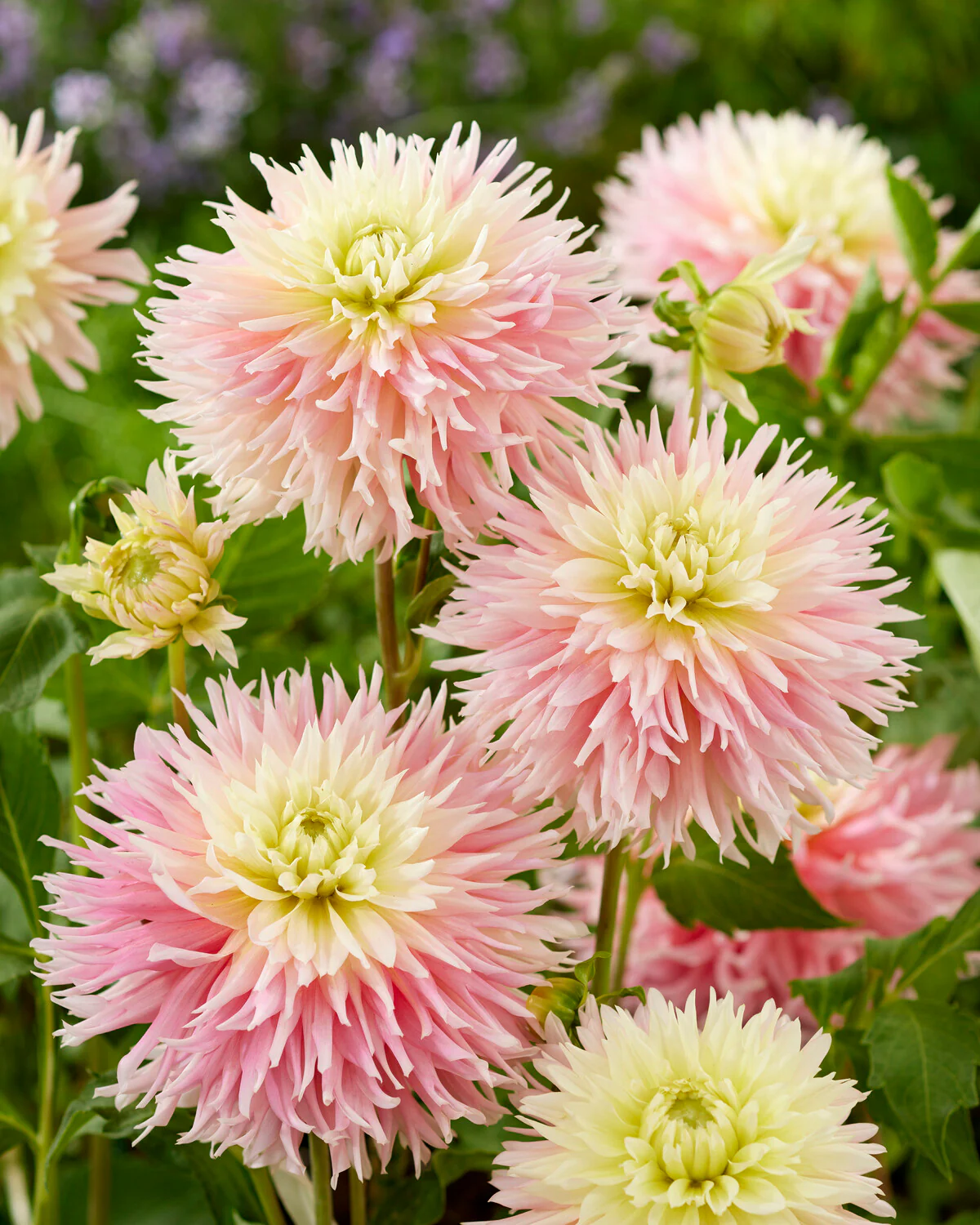 Dahlia 'Just Married' - Image 2