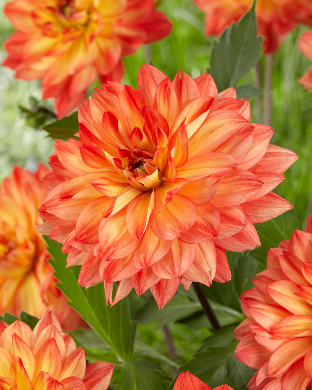 Dahlia 'Karma Fiesta'