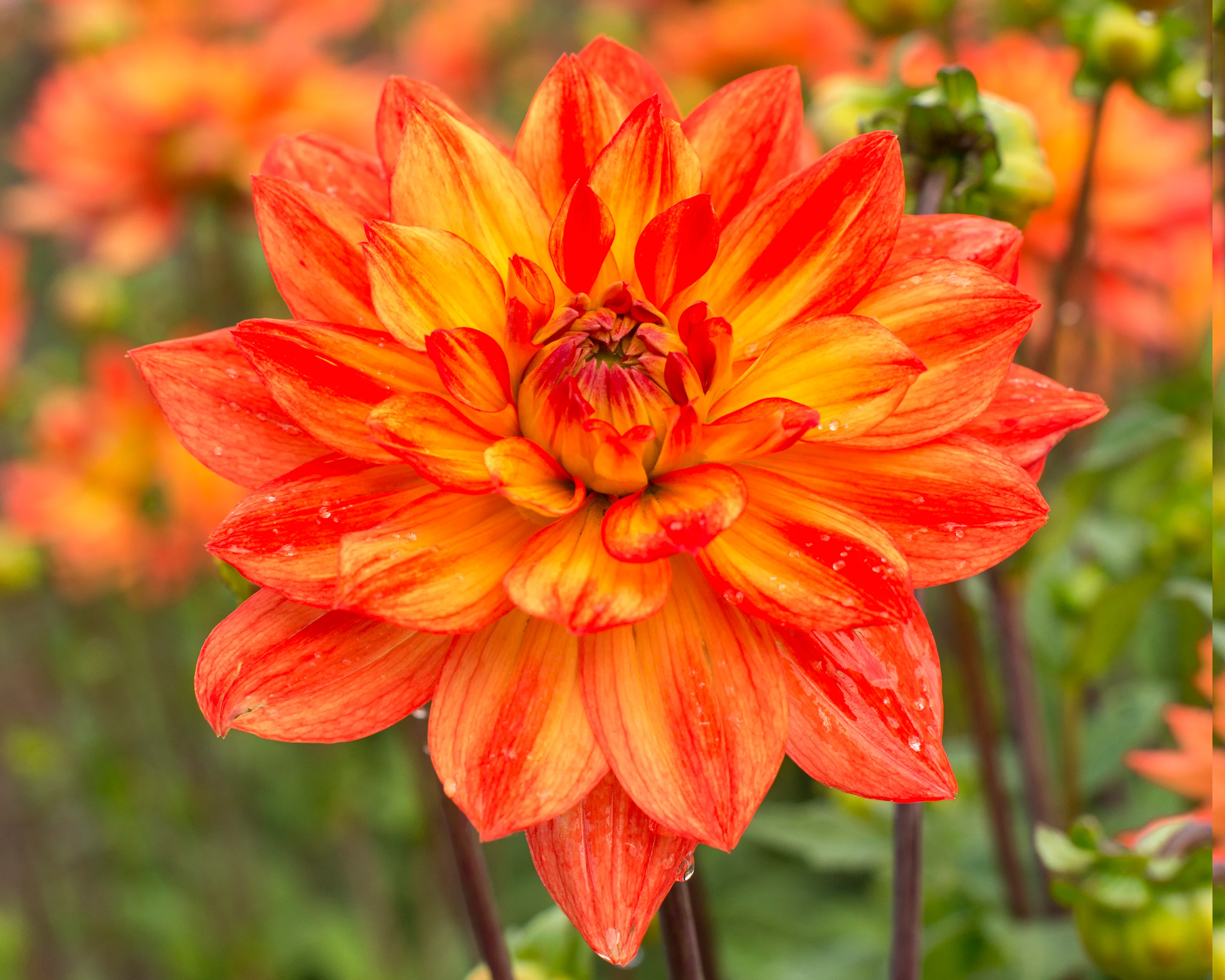 Dahlia 'Karma Fiesta' - Image 2