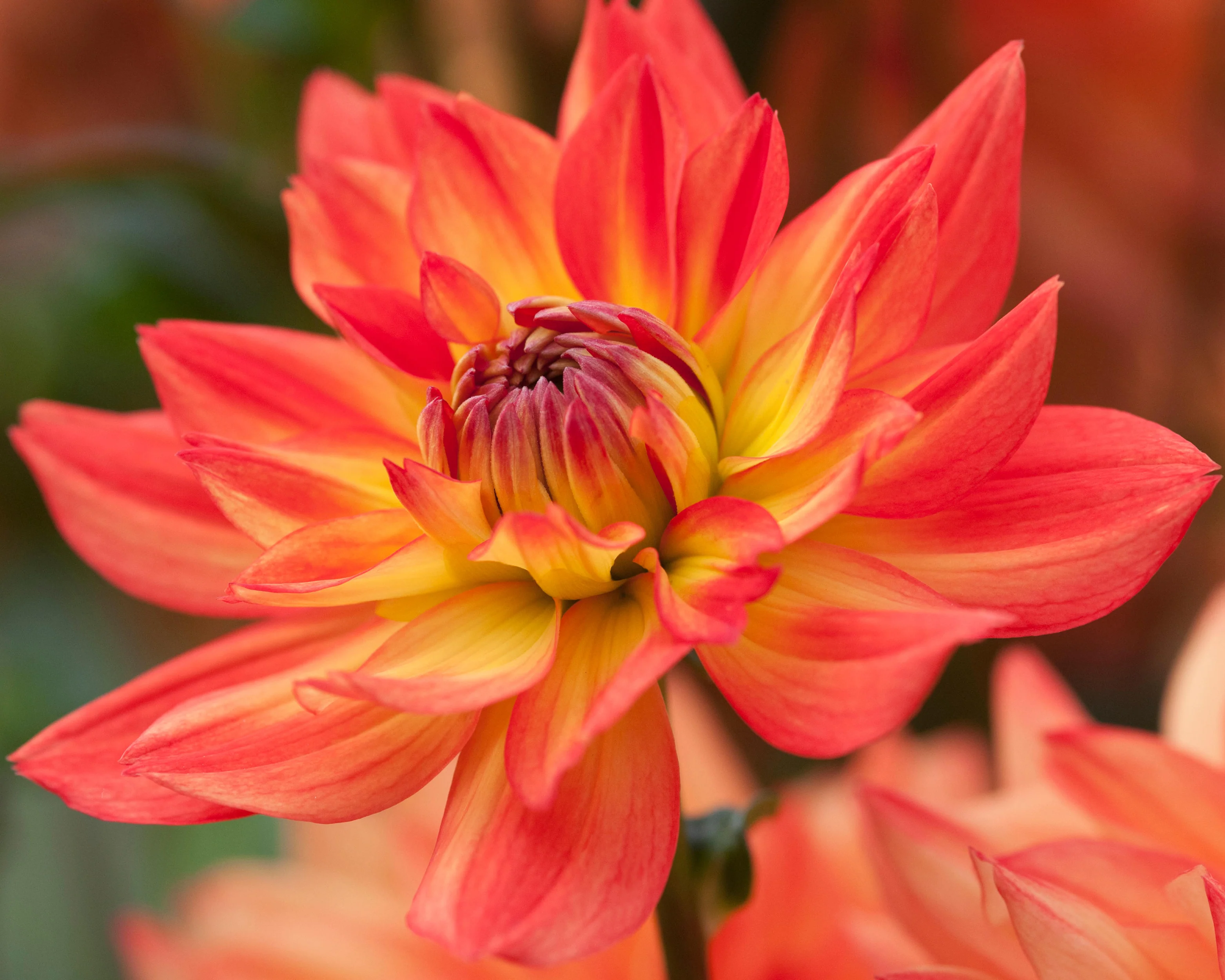Dahlia 'Karma Fiesta' - Image 5