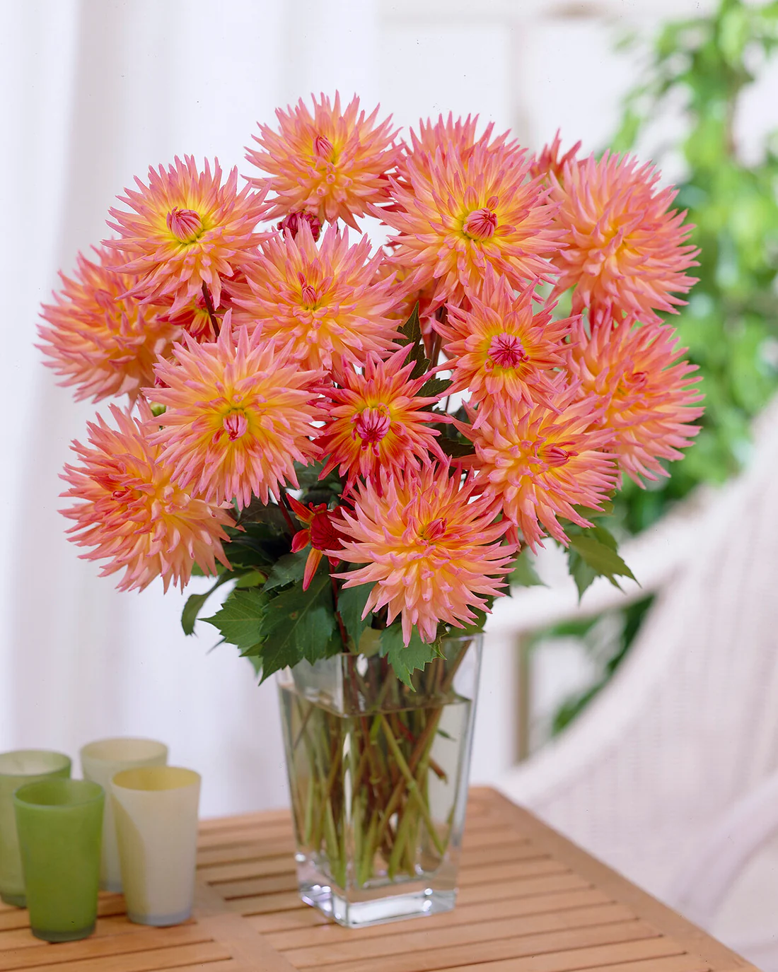 Dahlia 'Karma Sangria' - Image 11