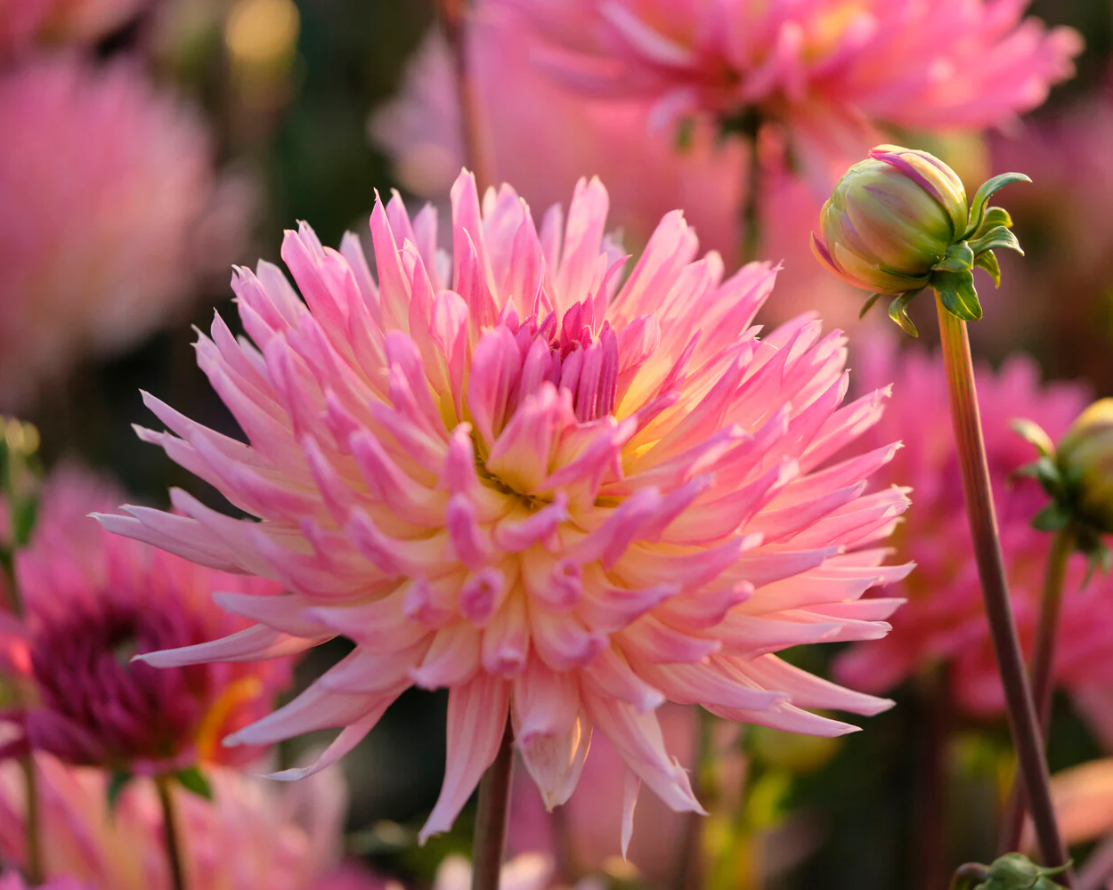 Dahlia 'Karma Sangria' - Image 13