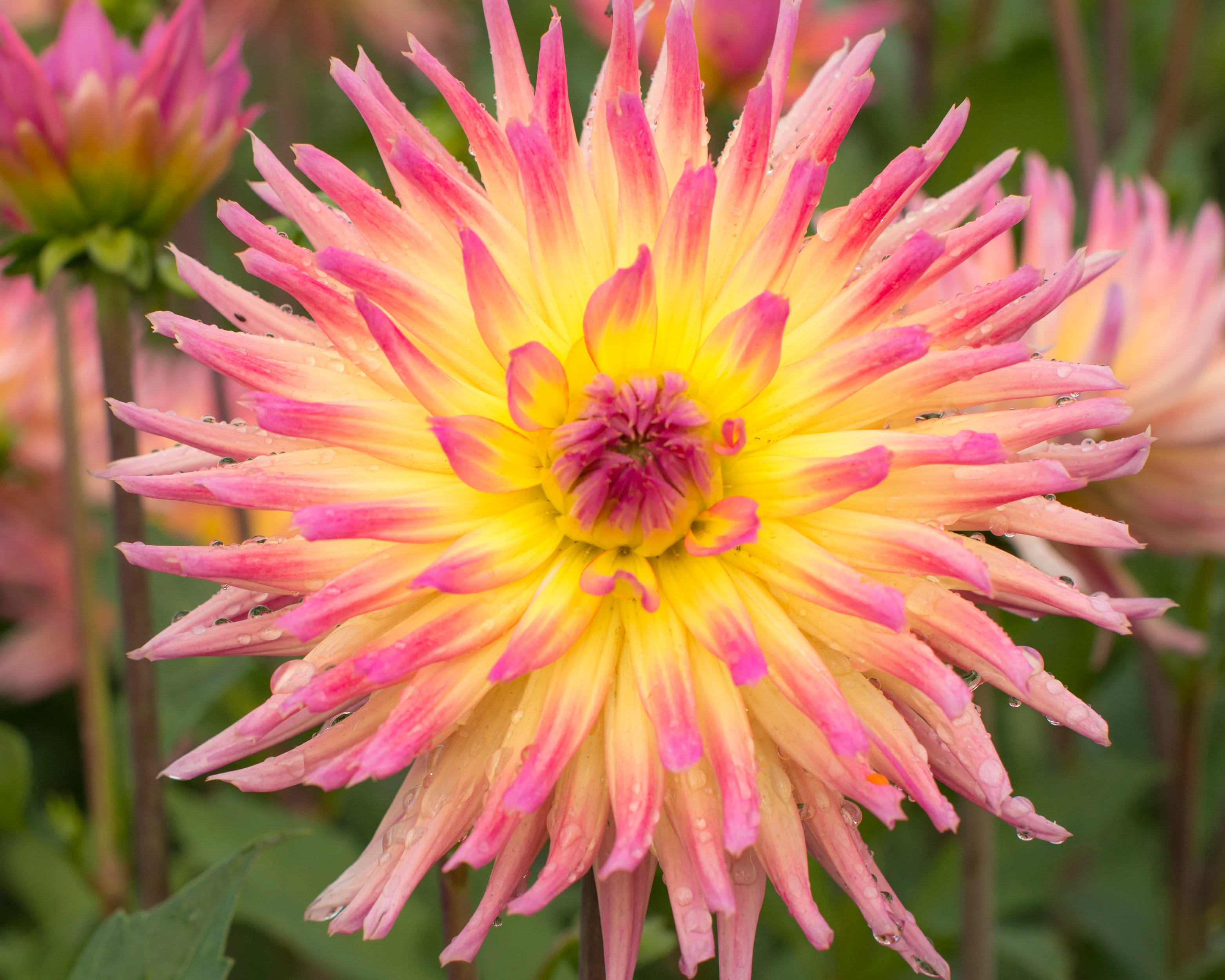 Dahlia 'Karma Sangria' - Image 3