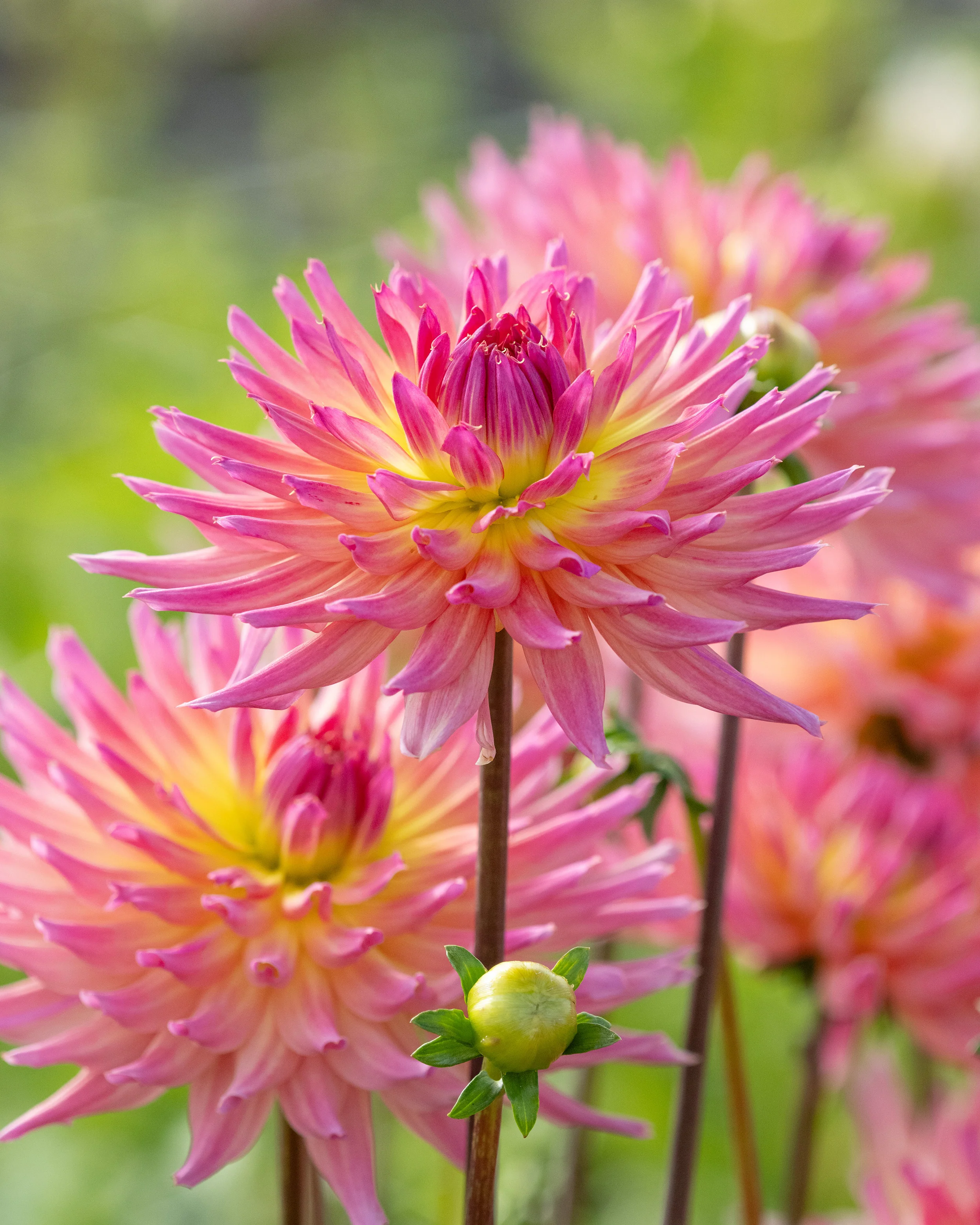 Dahlia 'Karma Sangria' - Image 4