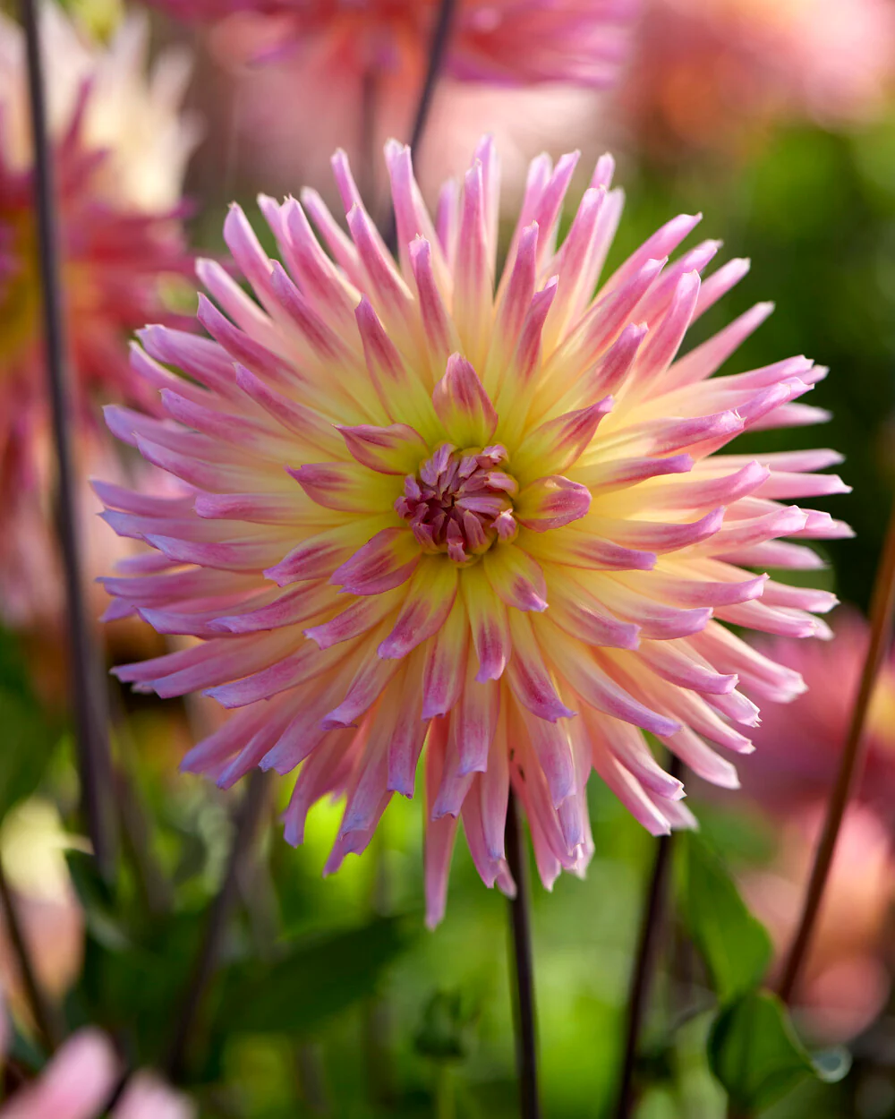 Dahlia 'Karma Sangria' - Image 6