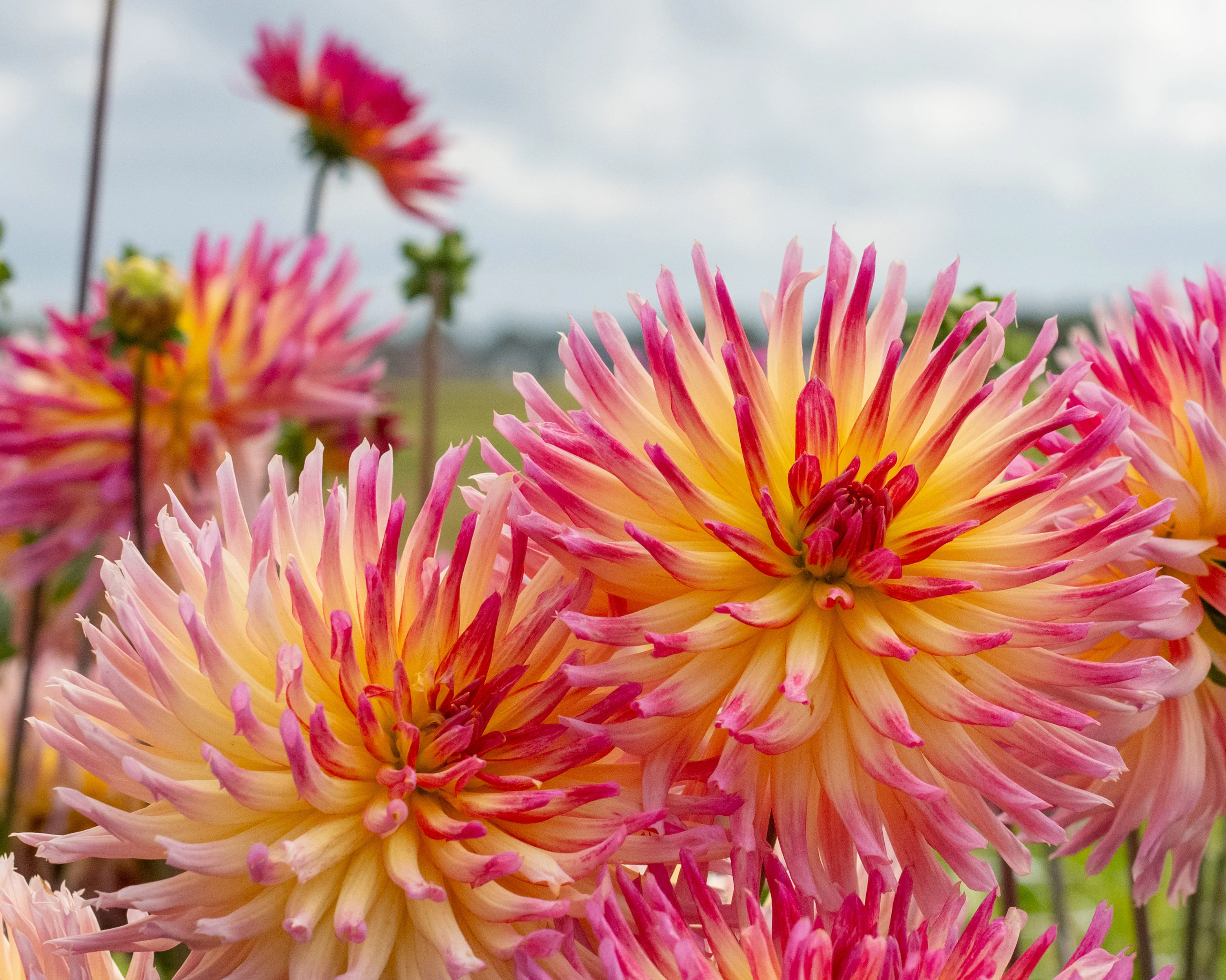 Dahlia 'Karma Sangria' - Image 8