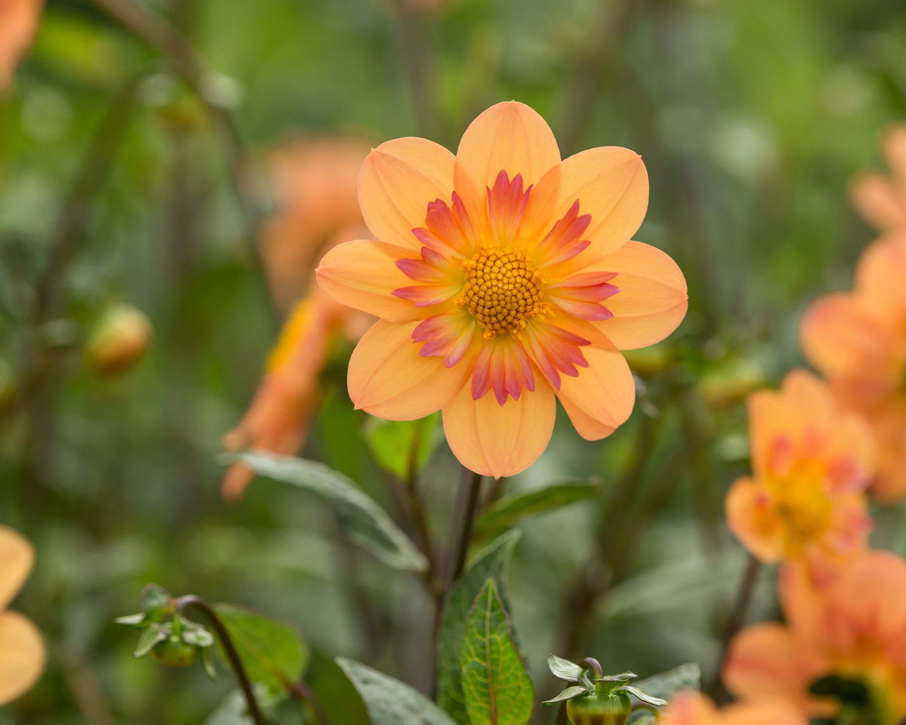 Dahlia 'Kelsey Annie Joy' - Image 4