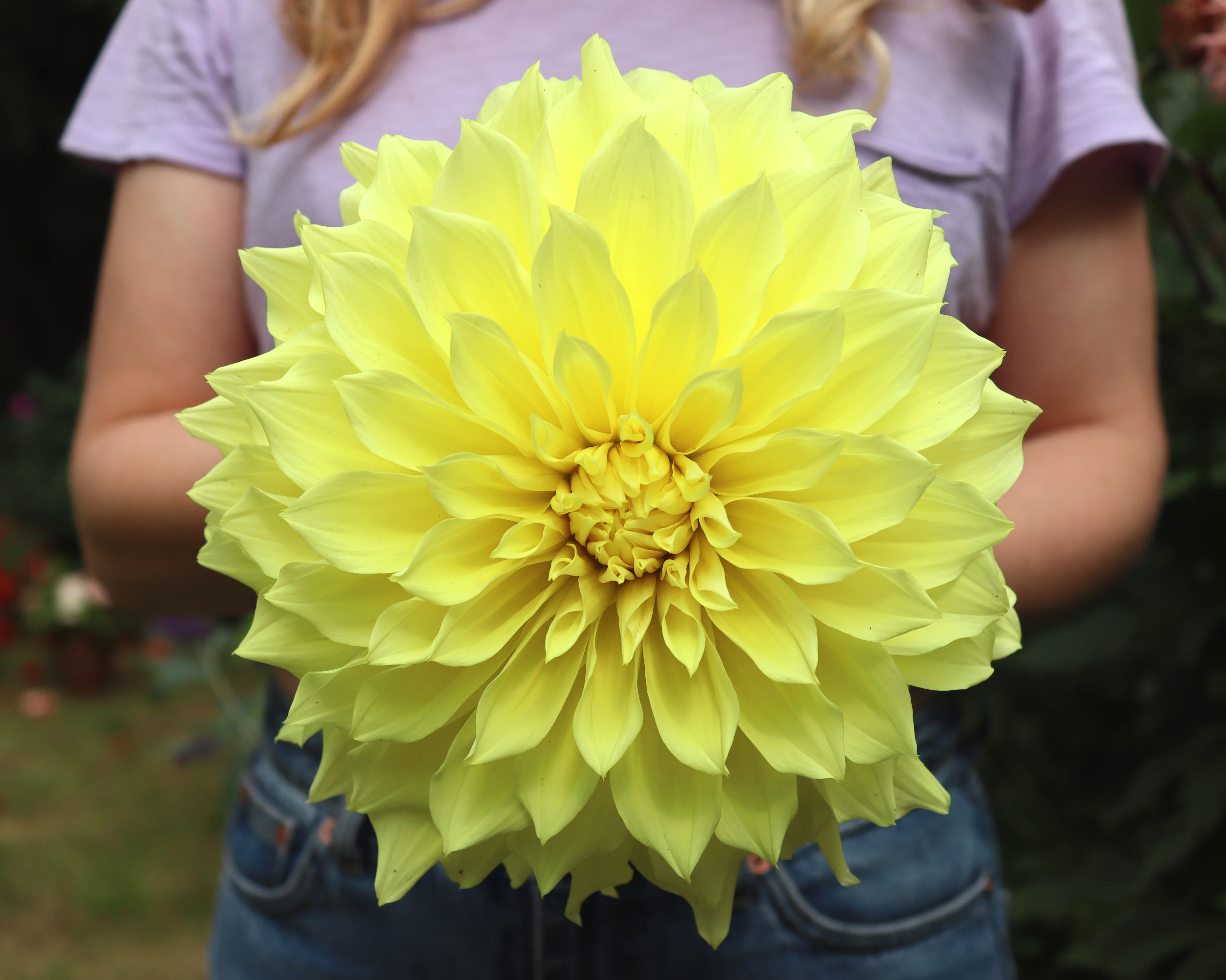 Dahlia 'Kelvin Floodlight' - Image 4