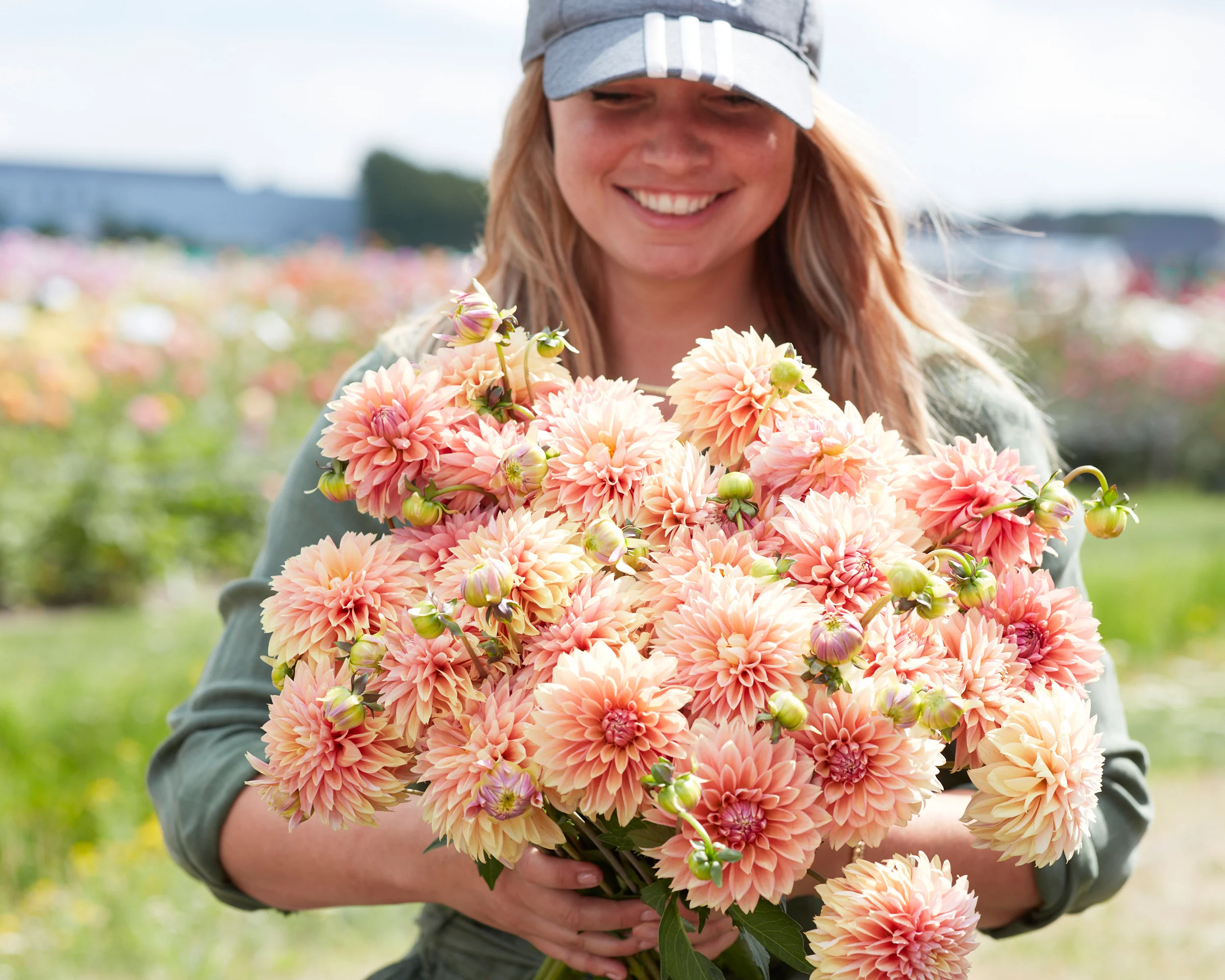 Dahlia 'Kick Off' - Image 3