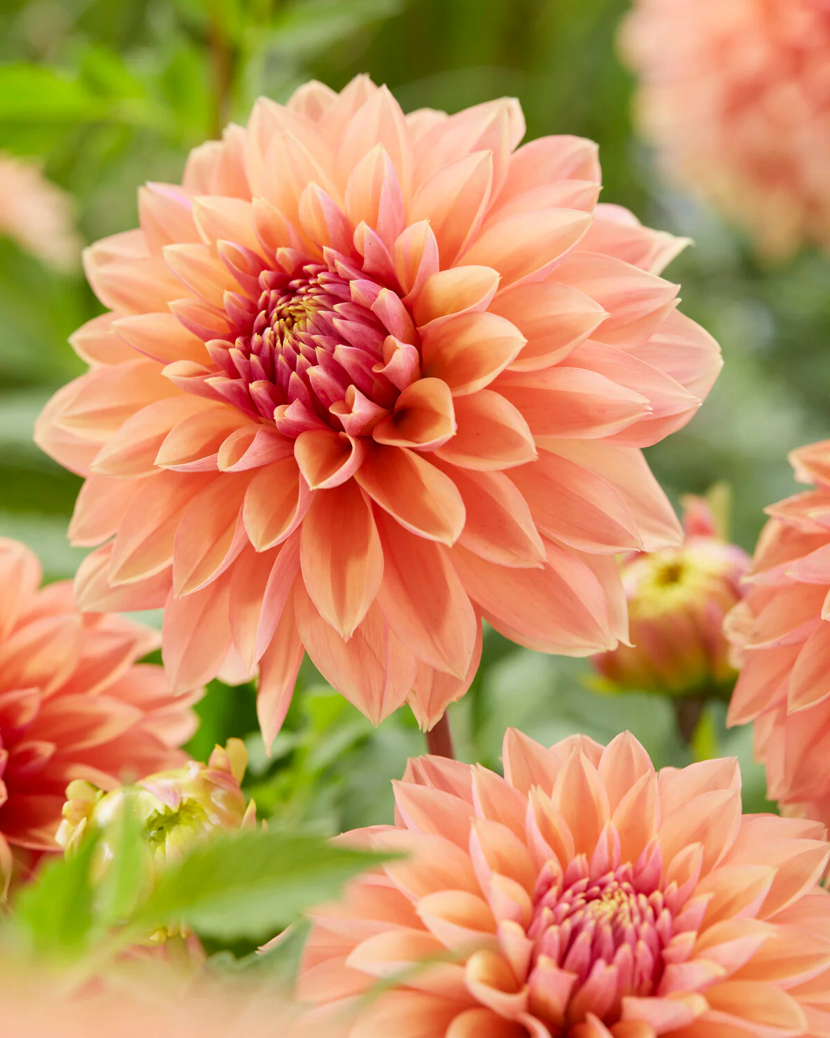 Dahlia 'Kick Off' - Image 5