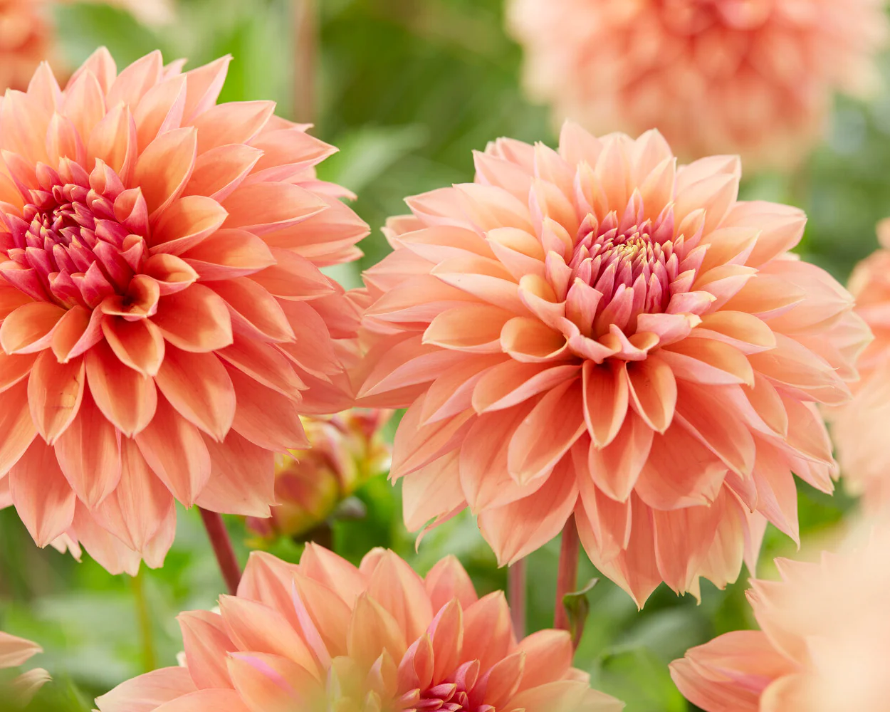 Dahlia 'Kick Off' - Image 7