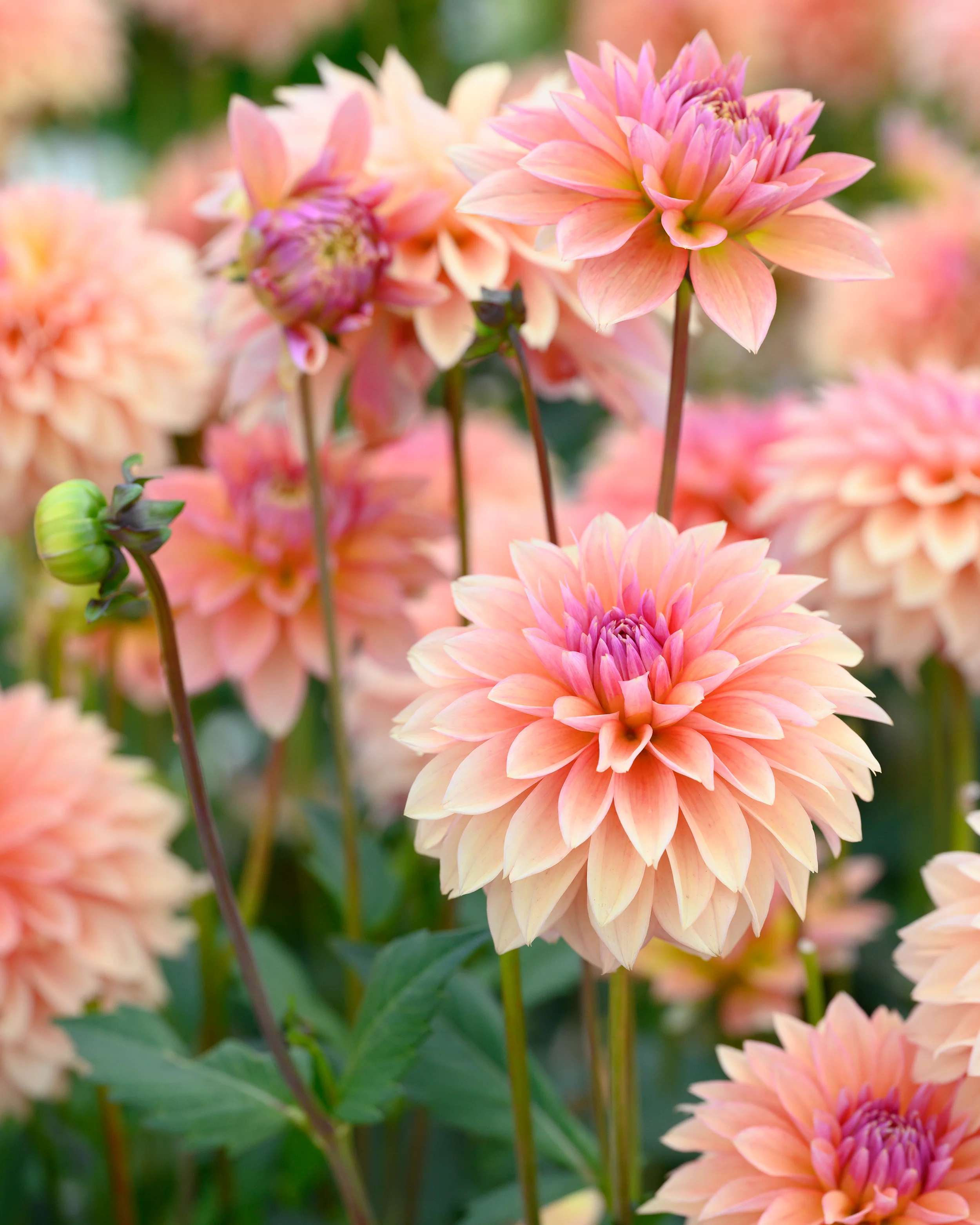 Dahlia 'Kick Off' - Image 8