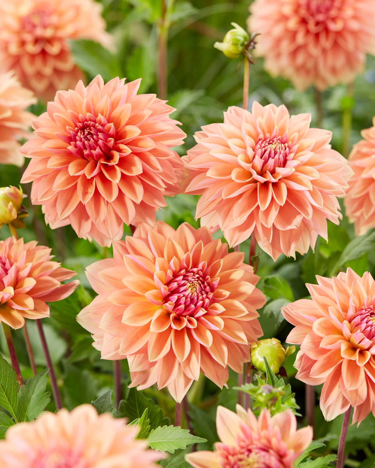 Dahlia 'Kick Off' - Image 9