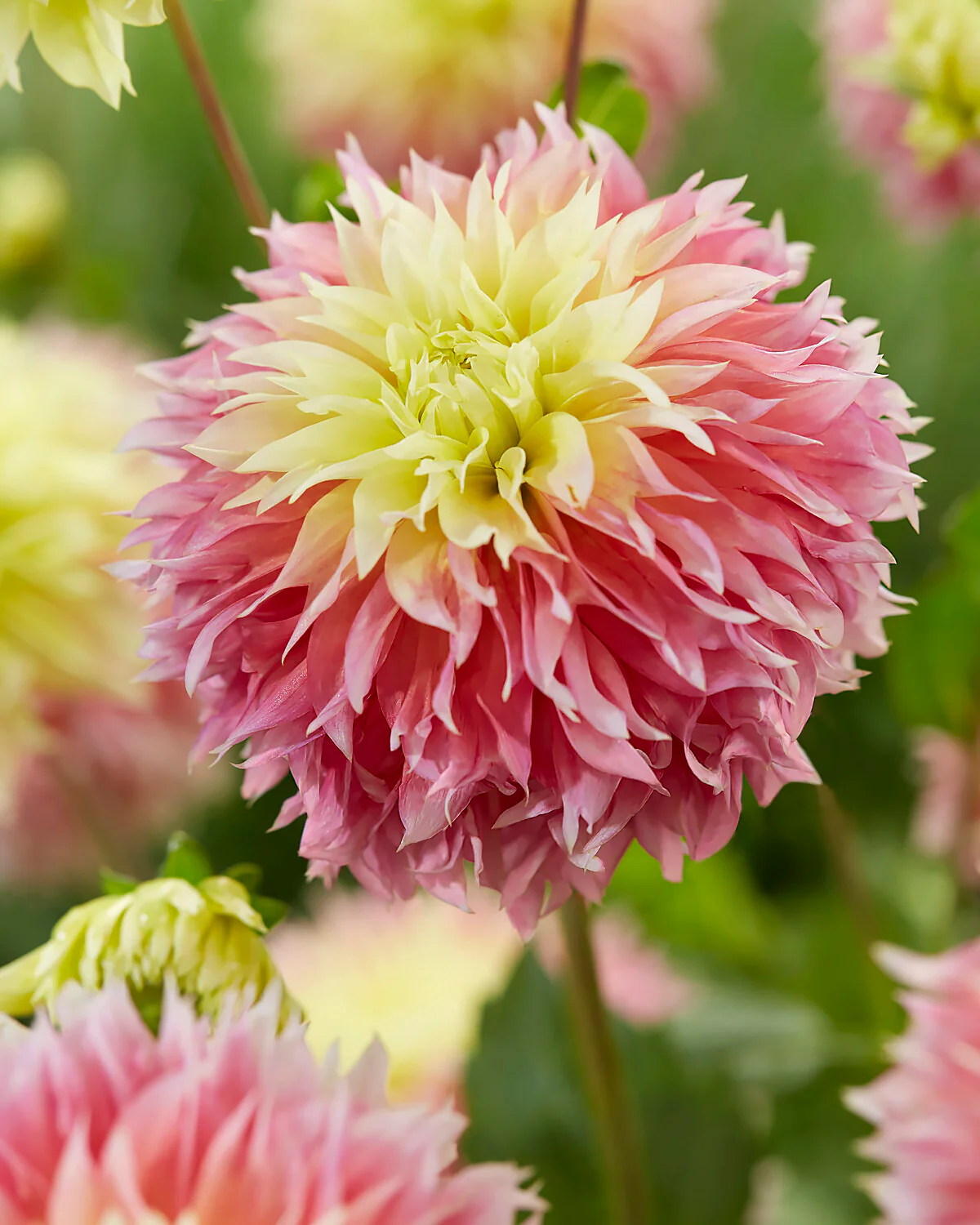 Dahlia 'Kogane Fubuki' - Image 2