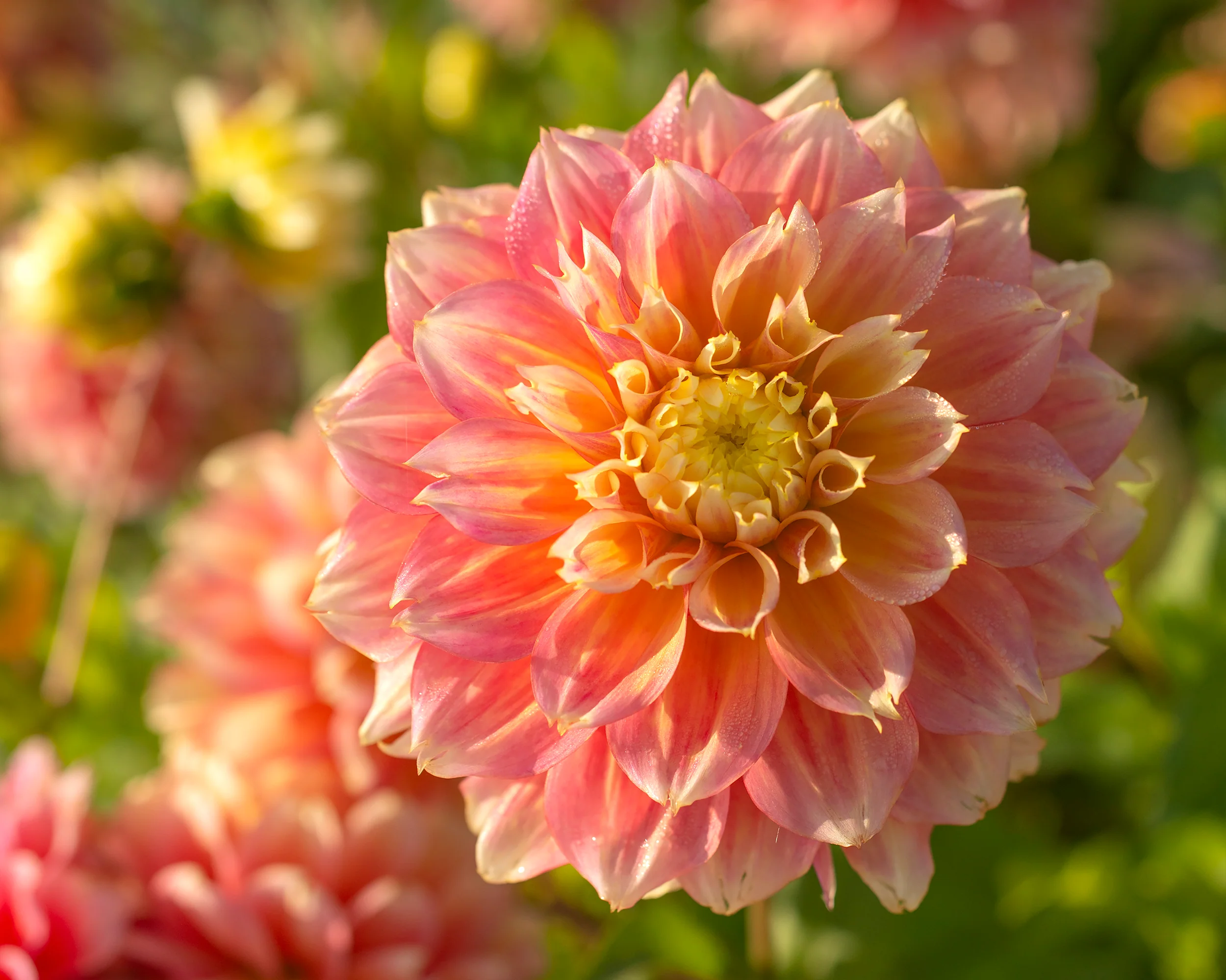 Dahlia 'Kogane Fubuki' - Image 4