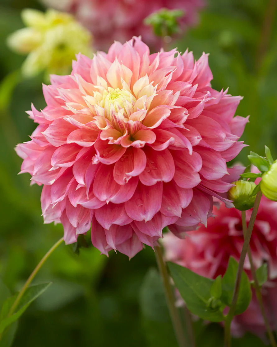 Dahlia 'Kogane Fubuki' - Image 5