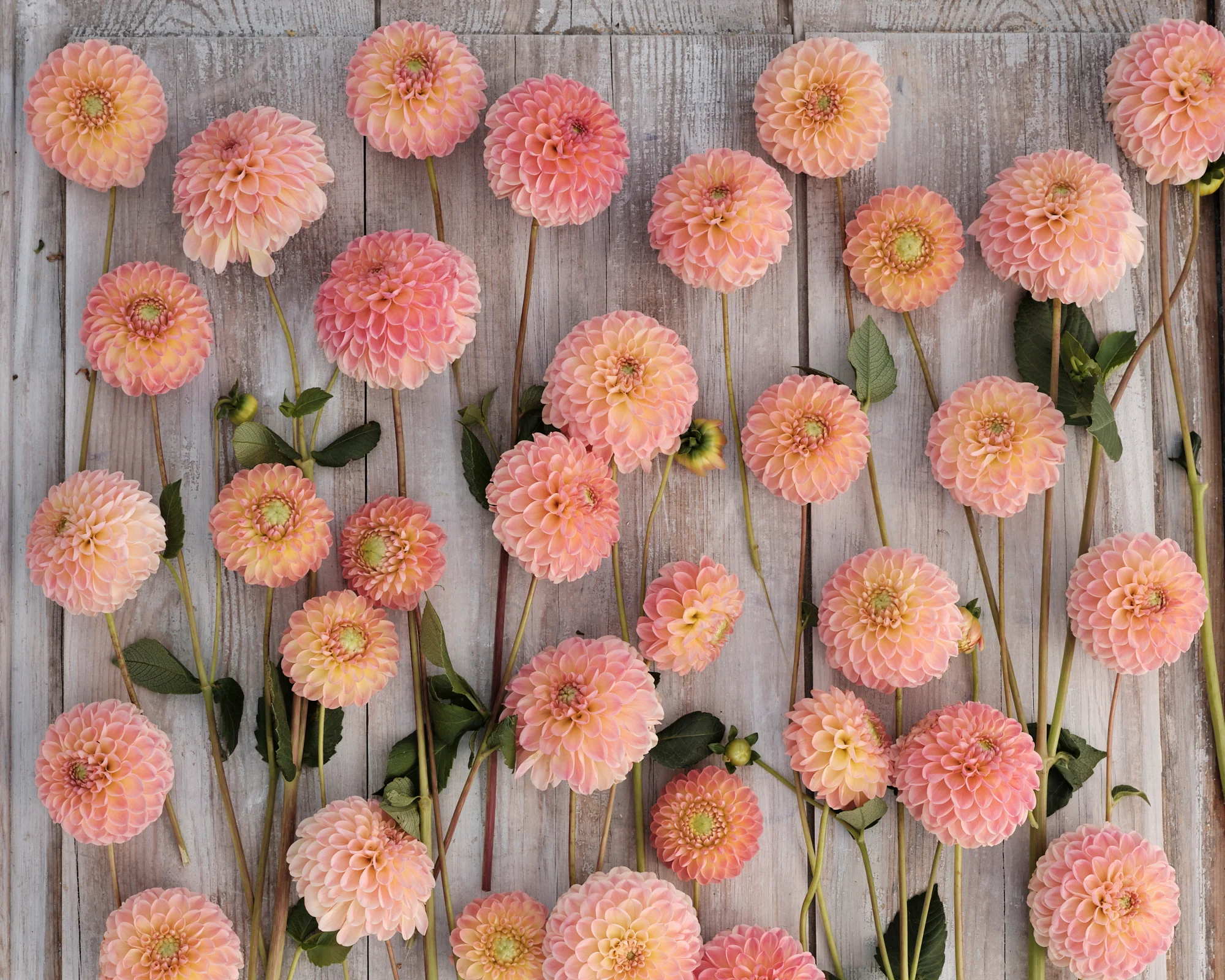 Dahlia 'L.A.T.E.' - Image 3