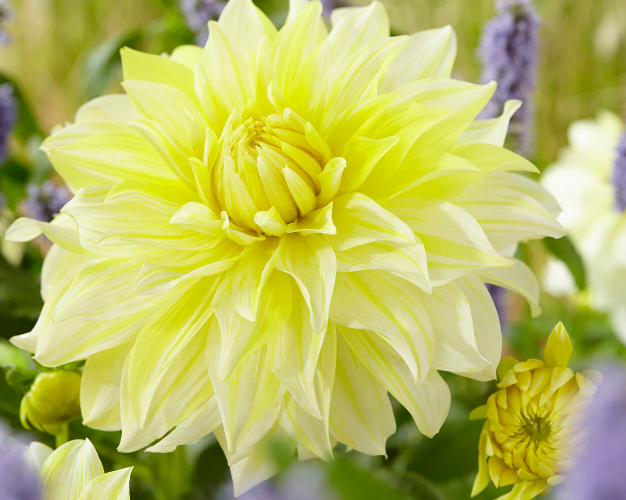 Dahlia 'La Luna' - Image 3