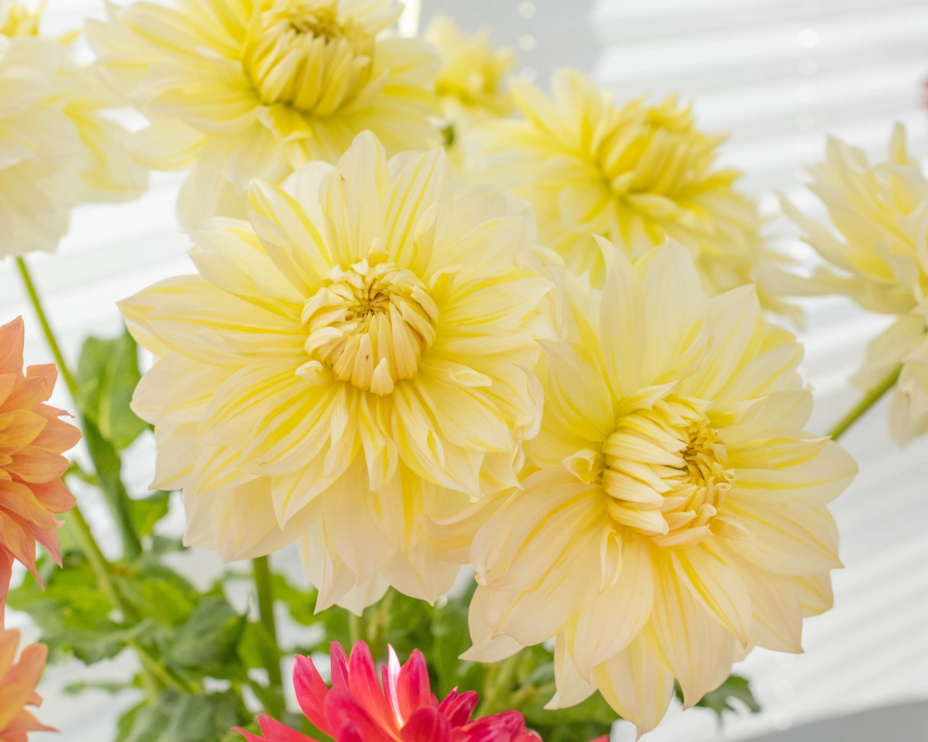 Dahlia 'La Luna' - Image 4