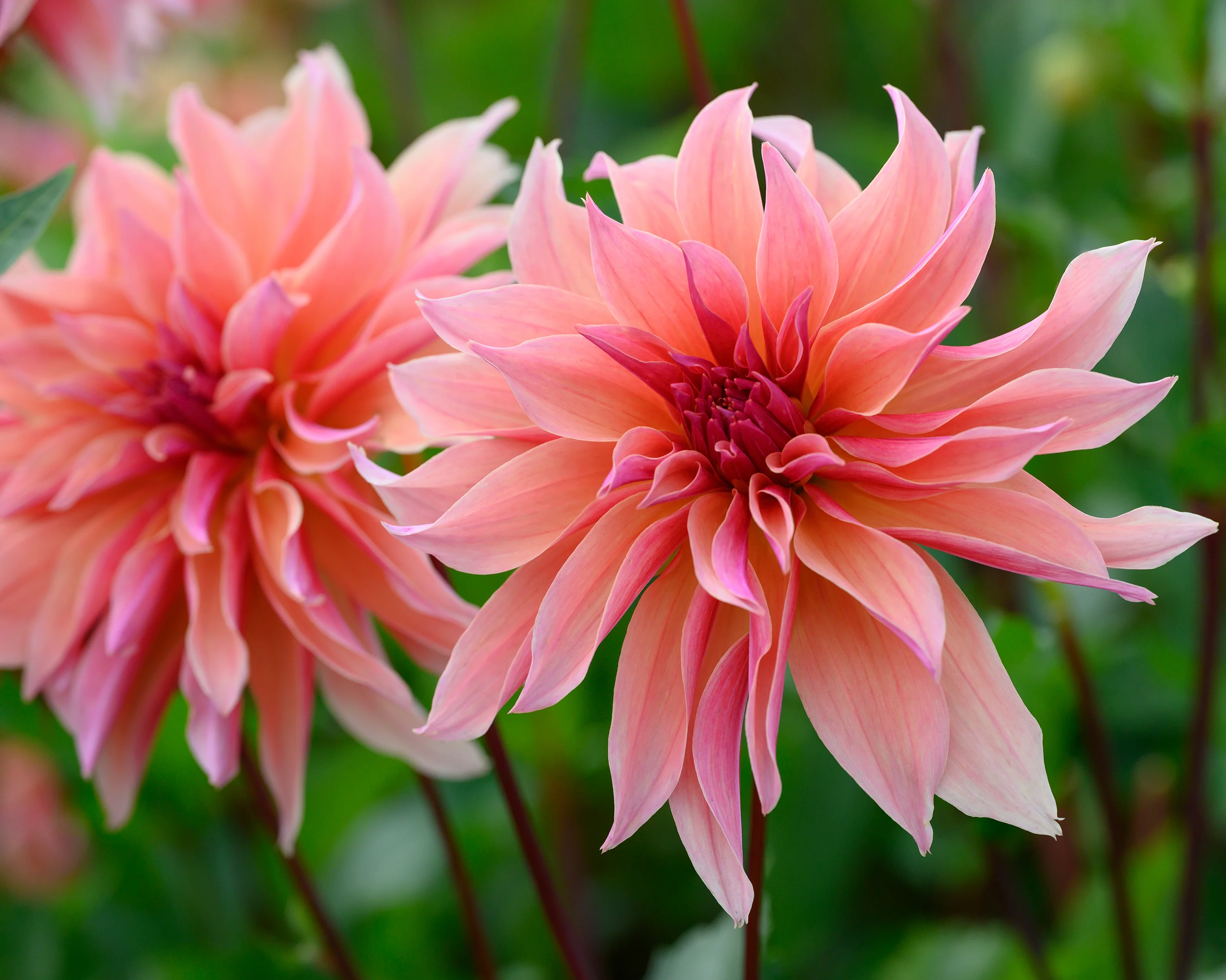 Dahlia 'Labyrinth' - Image 2