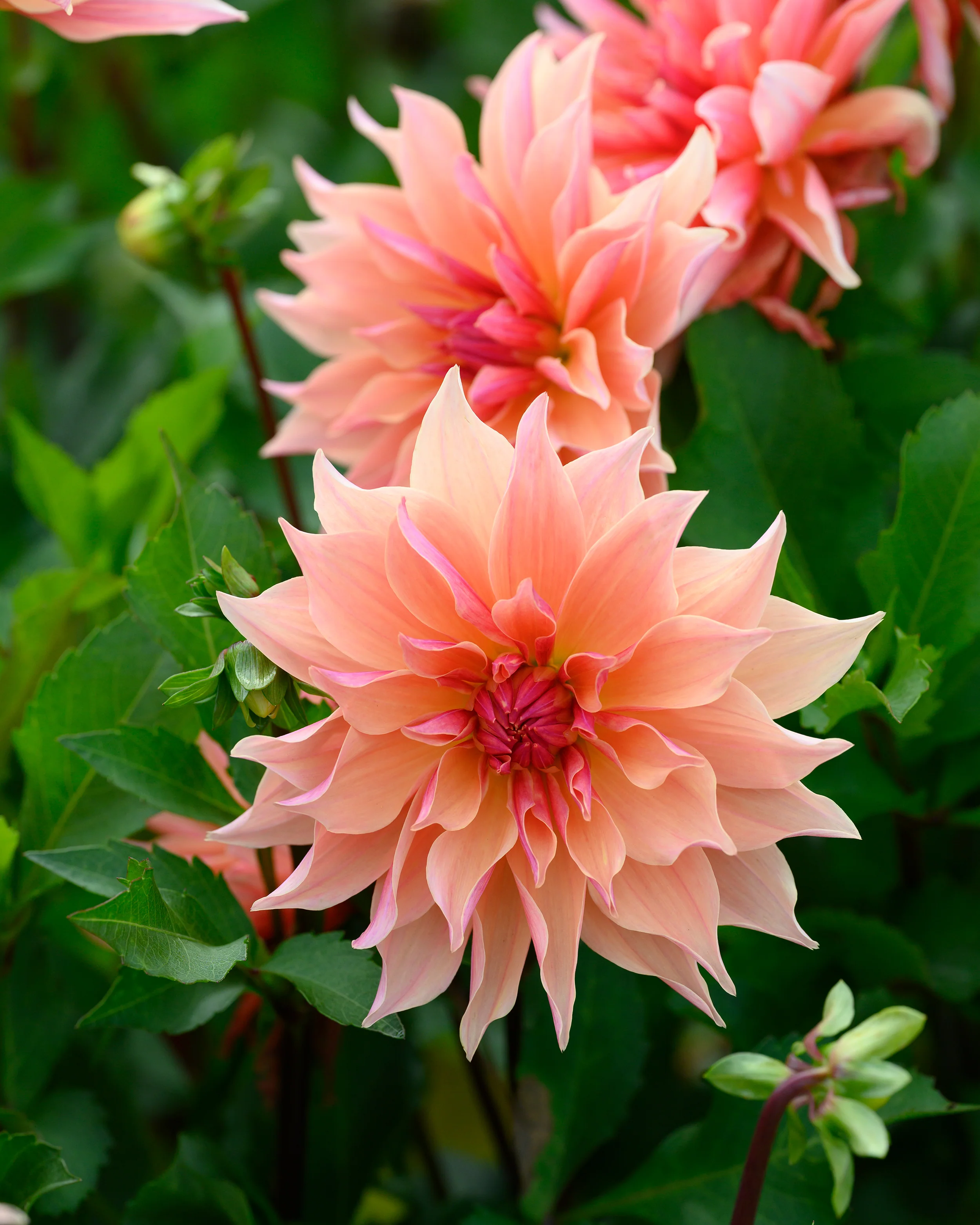 Dahlia 'Labyrinth' - Image 3