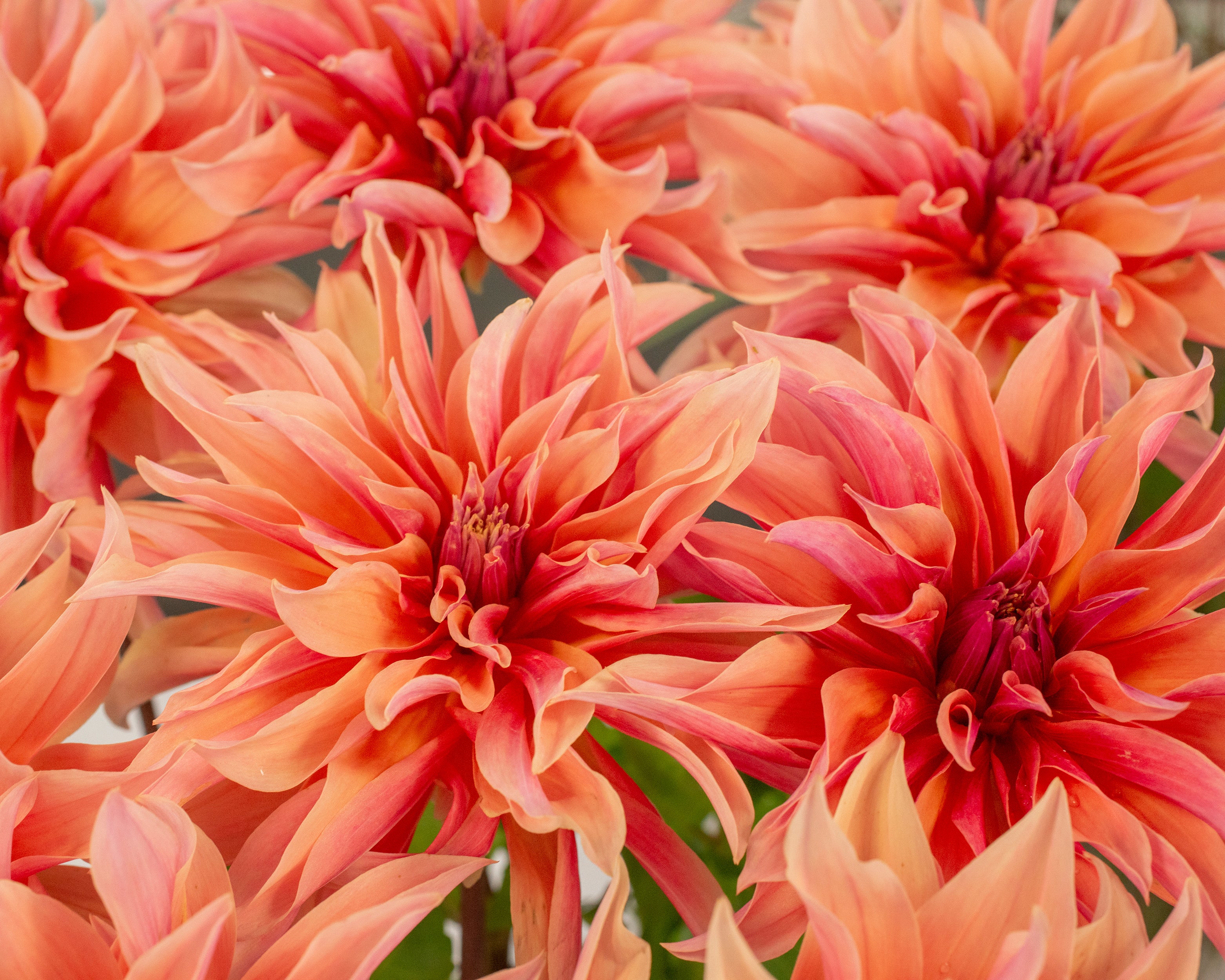 Dahlia 'Labyrinth' - Image 5