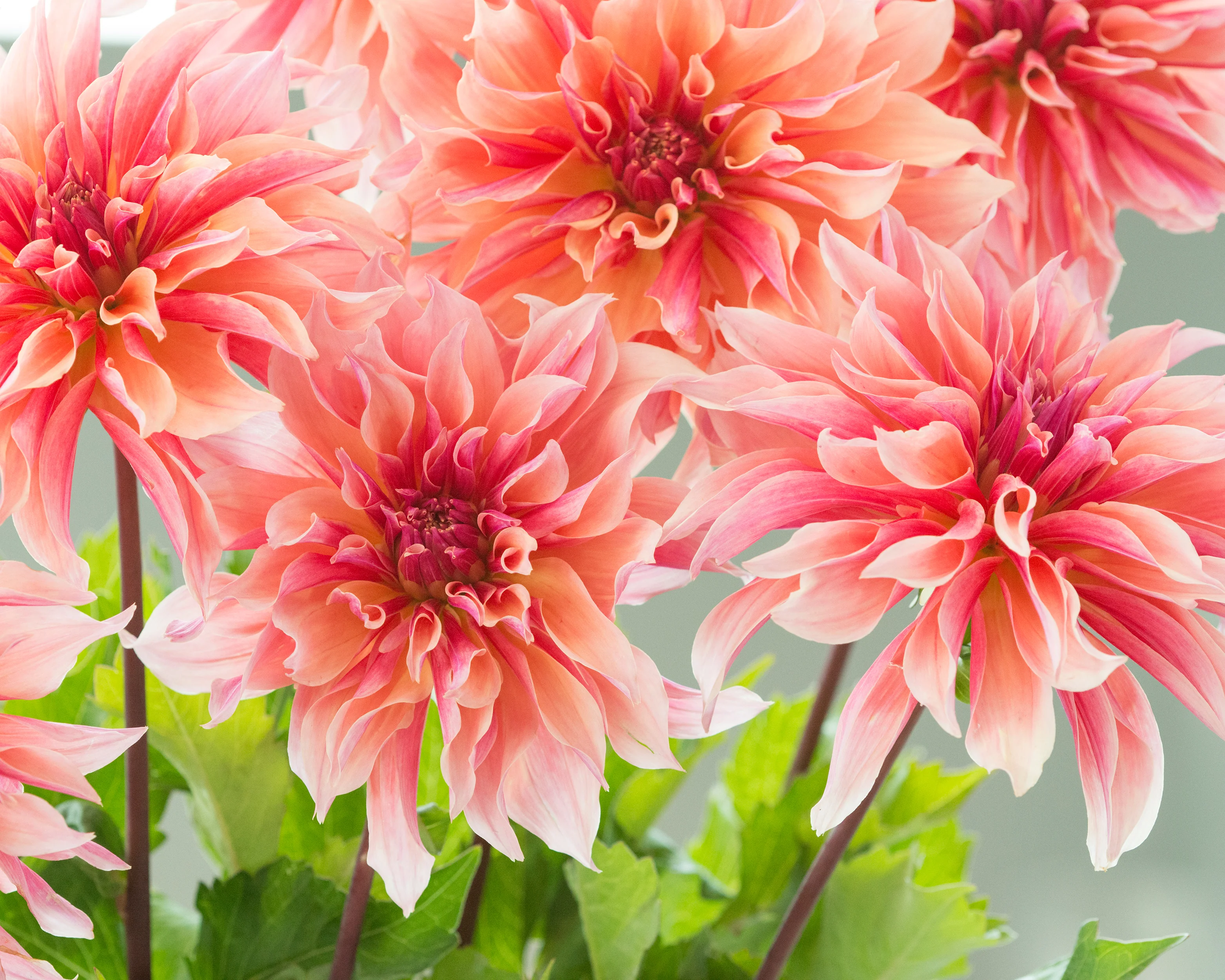 Dahlia 'Labyrinth' - Image 6