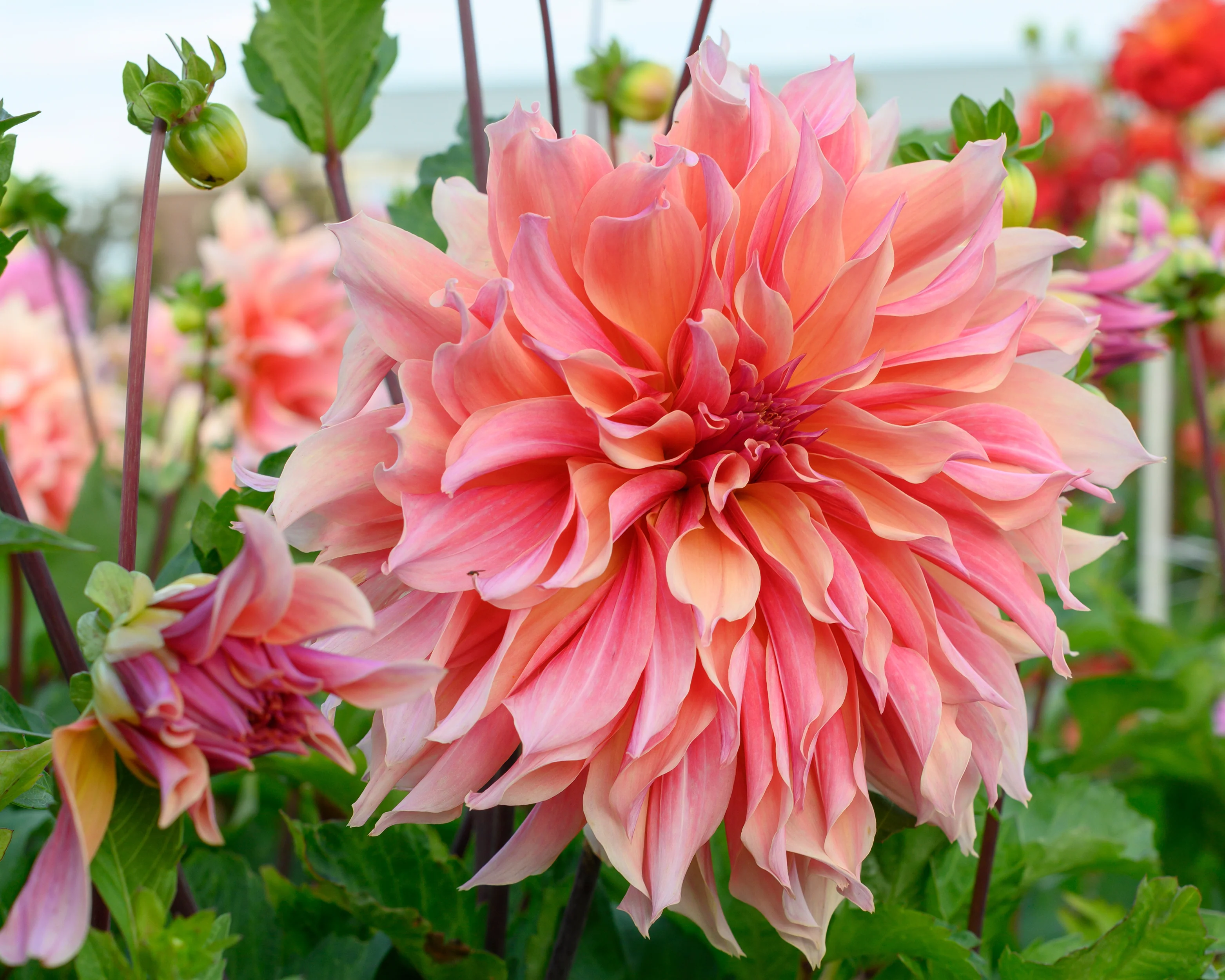 Dahlia 'Labyrinth' - Image 8