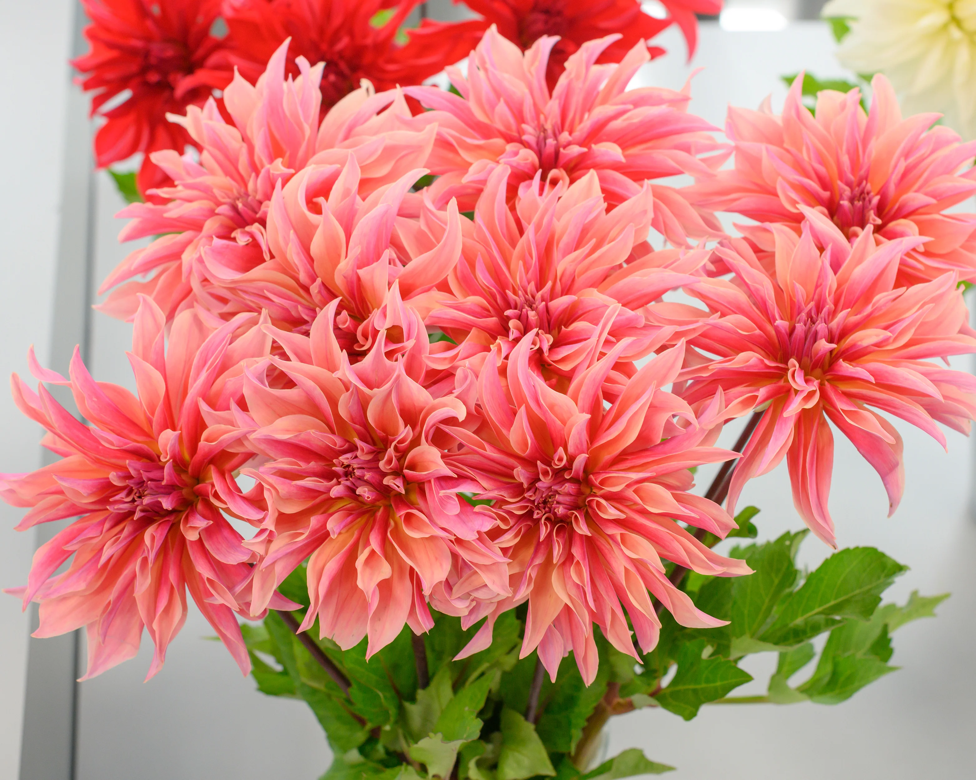 Dahlia 'Labyrinth' - Image 9