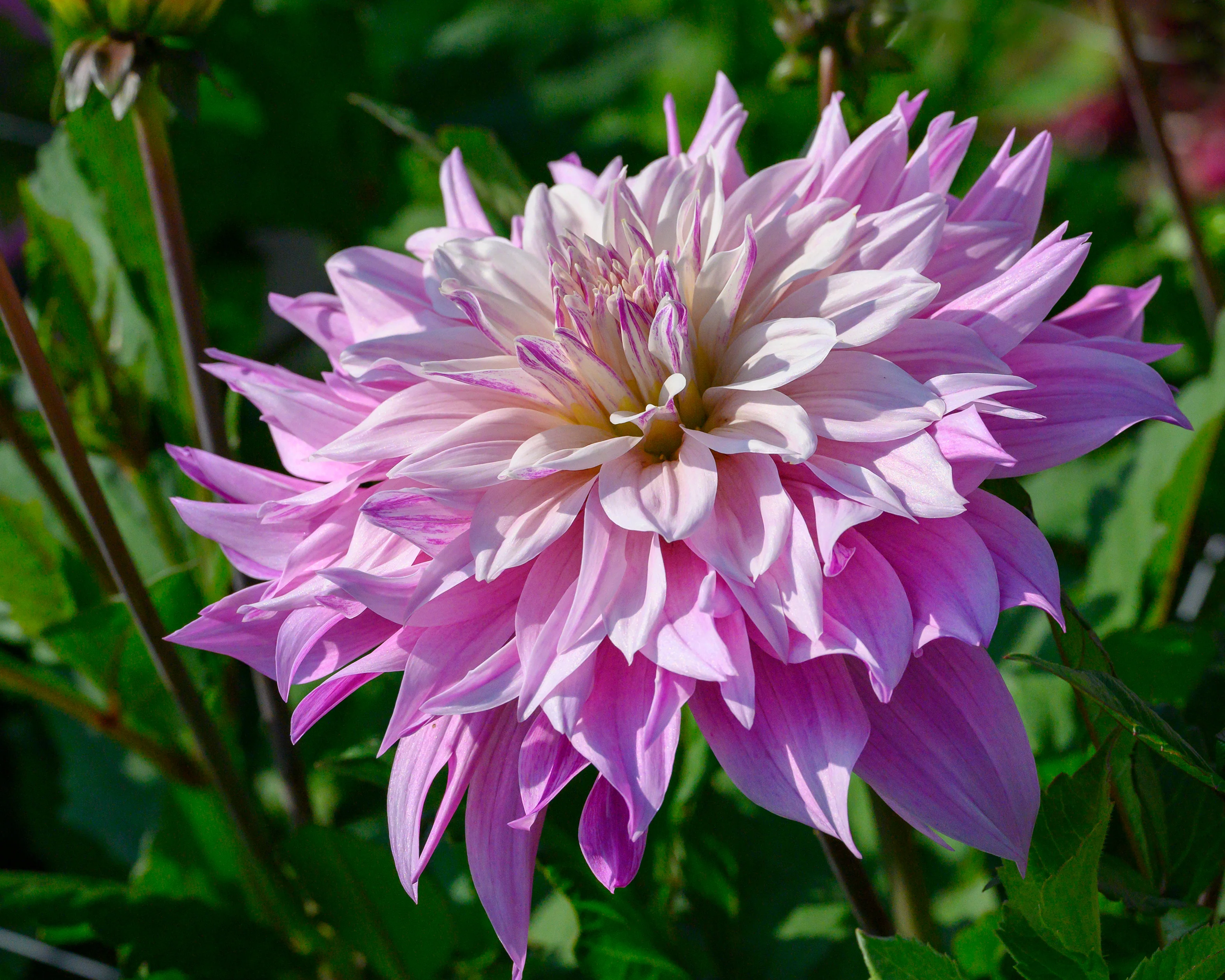 Dahlia 'Labyrinth Two Tone' - Image 10