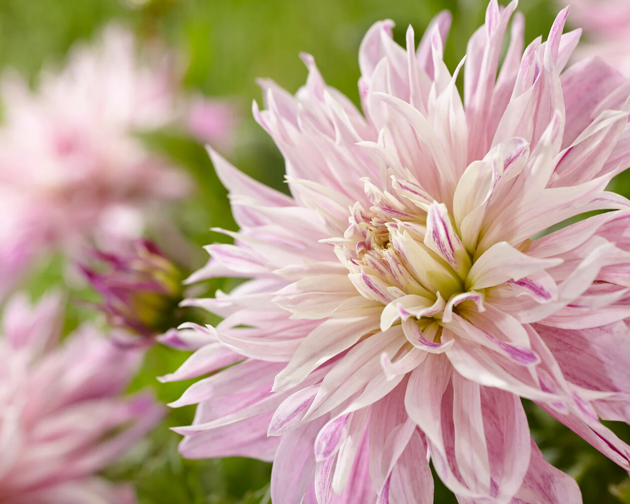 Dahlia 'Labyrinth Two Tone' - Image 11
