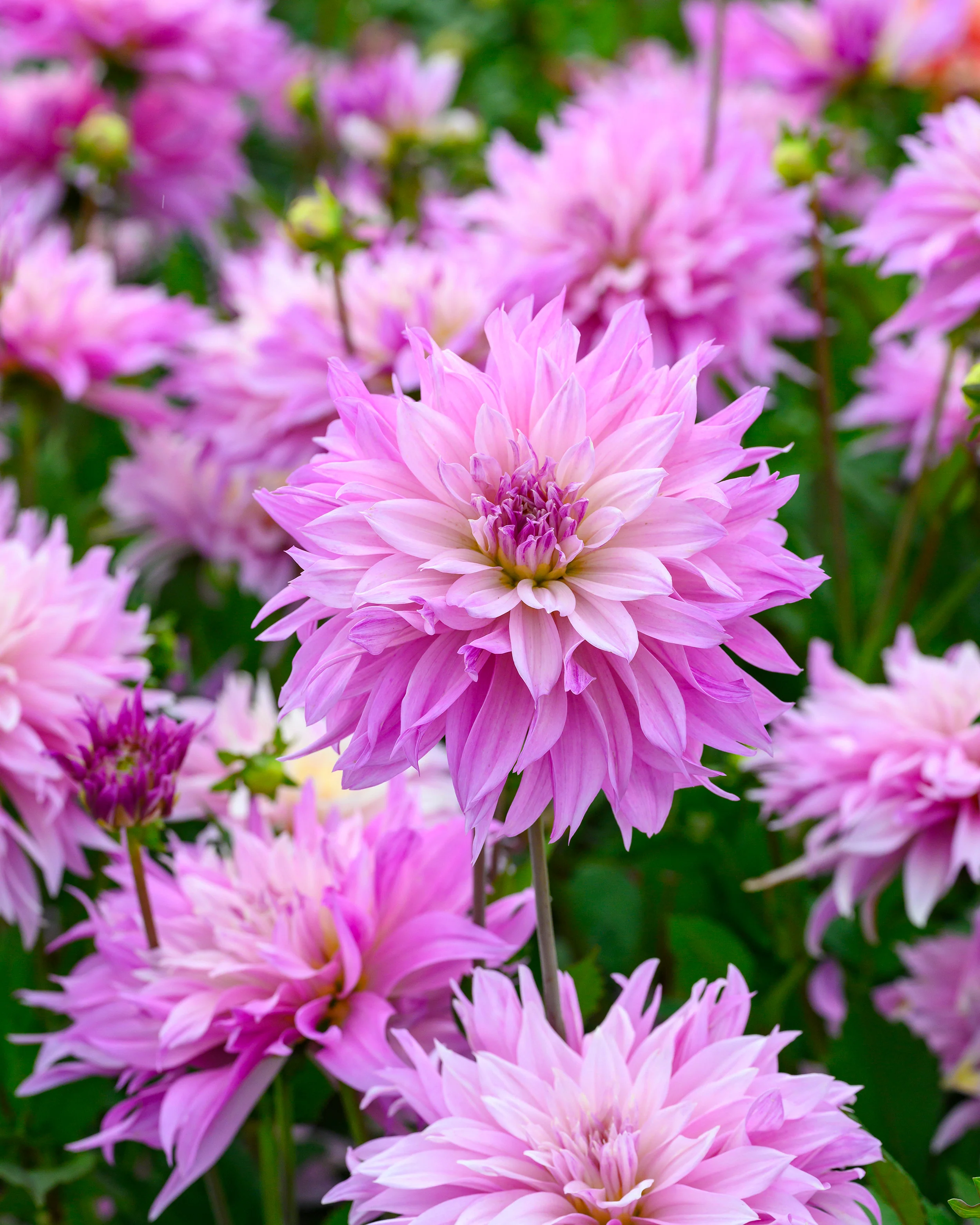 Dahlia 'Labyrinth Two Tone' - Image 12