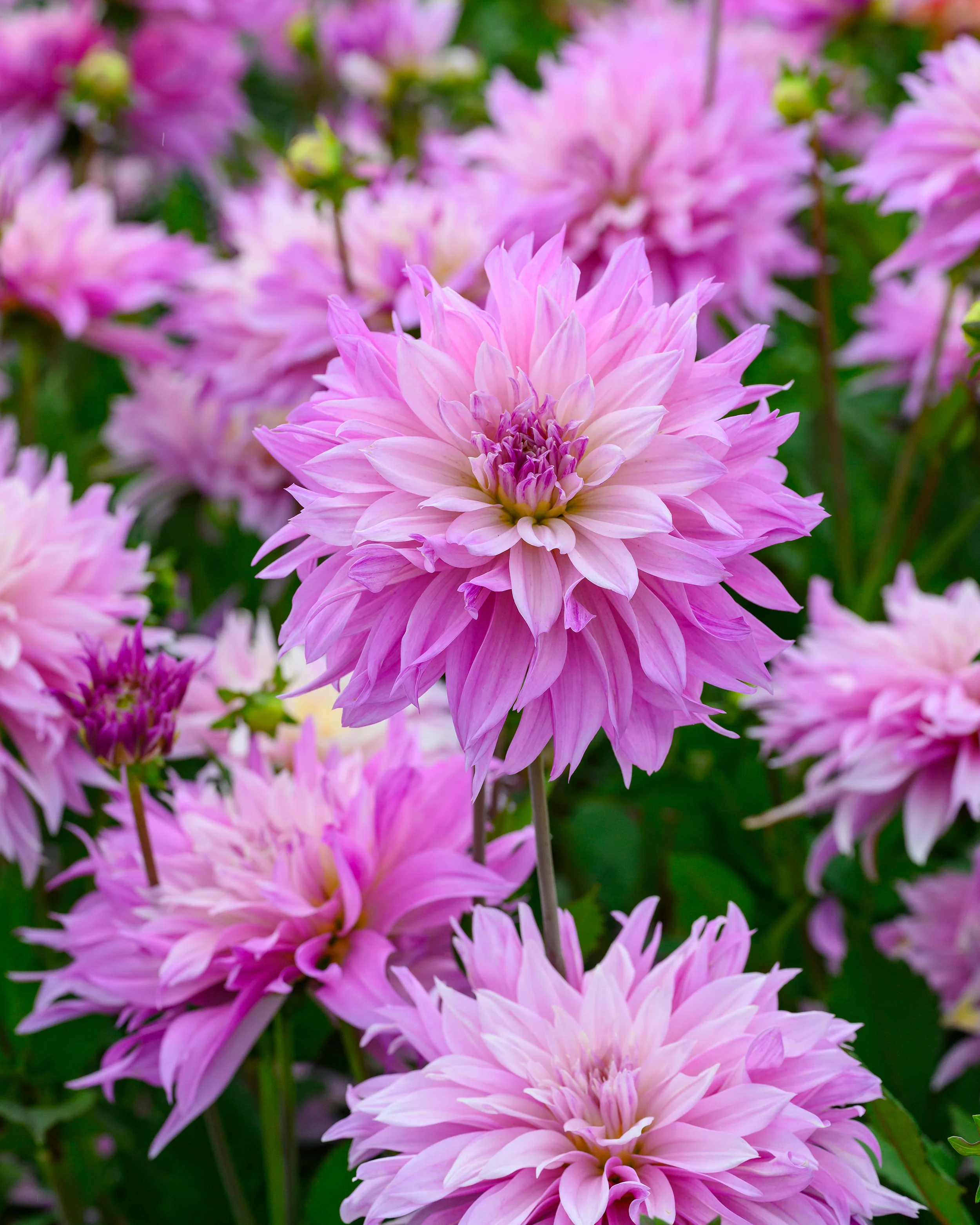 Dahlia 'Labyrinth Two Tone' - Image 2